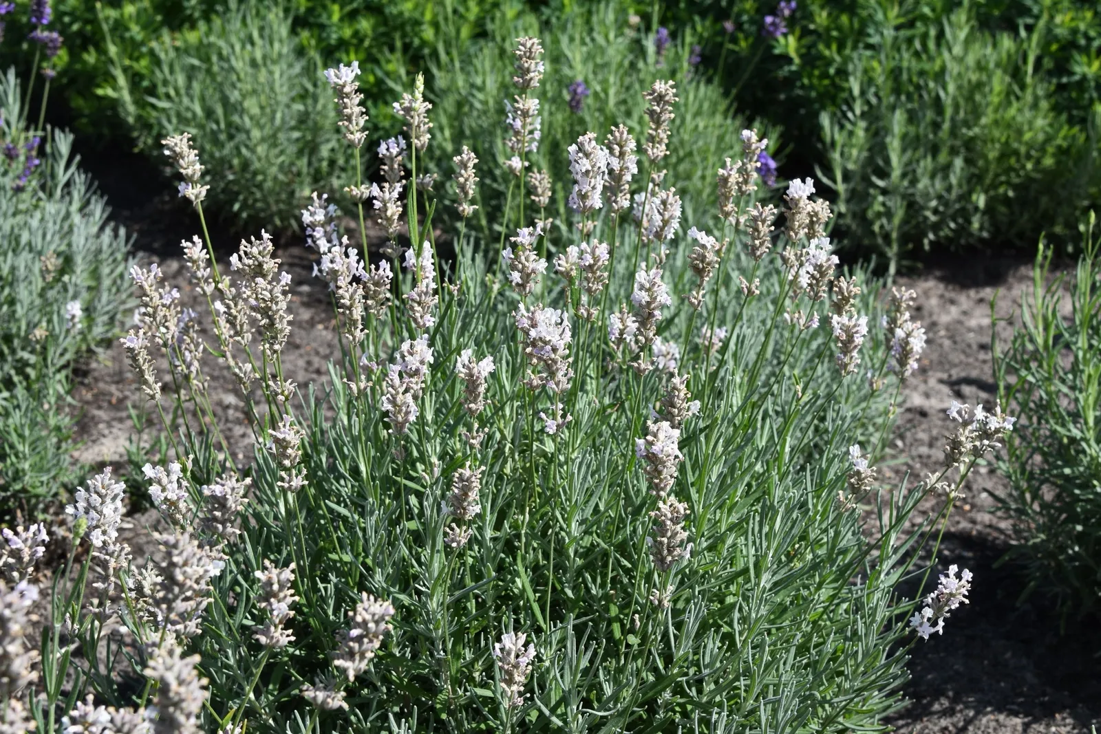 Lavendel 'Rosea' - miniatyr 2