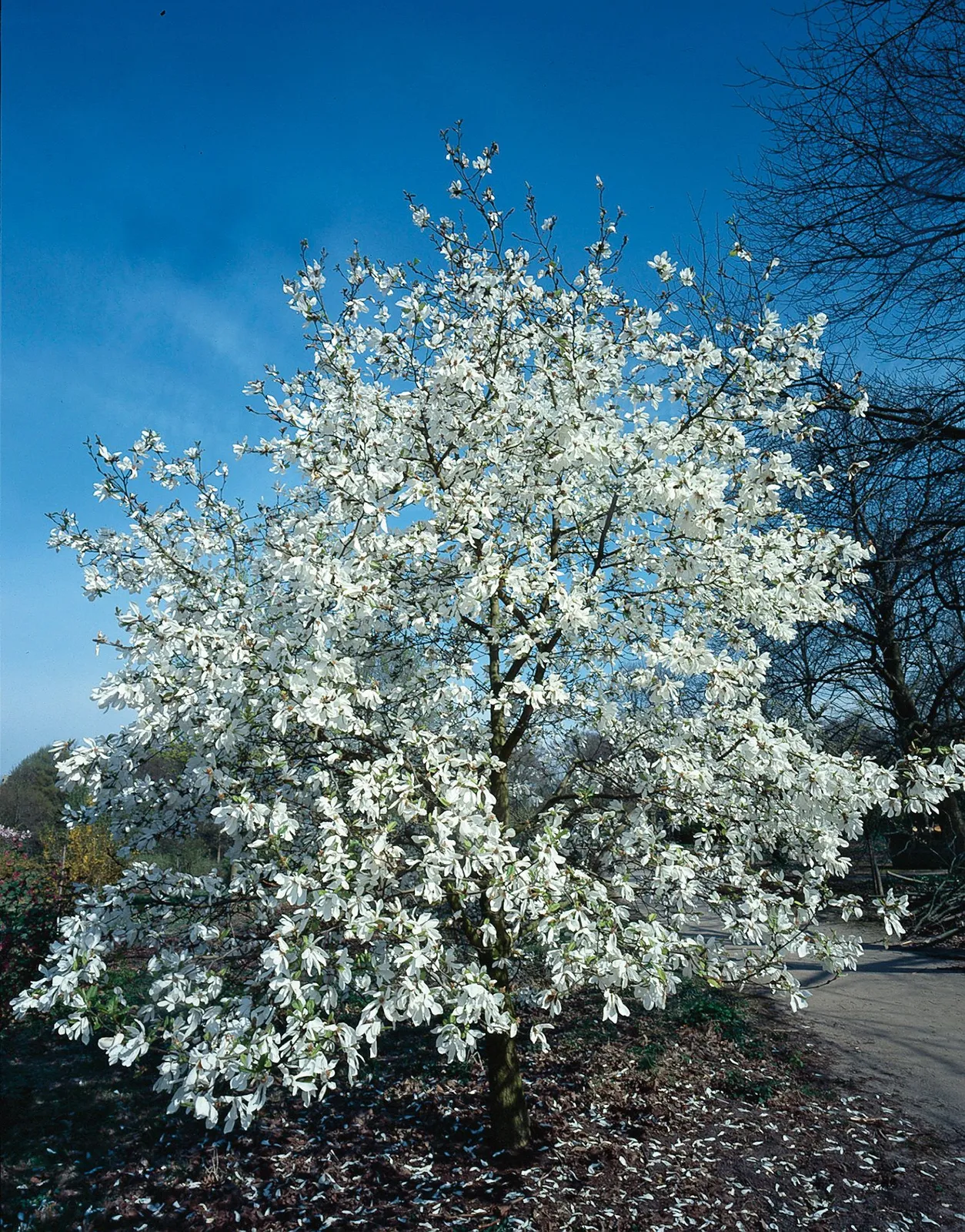 Japansk magnolia - miniatyr 1