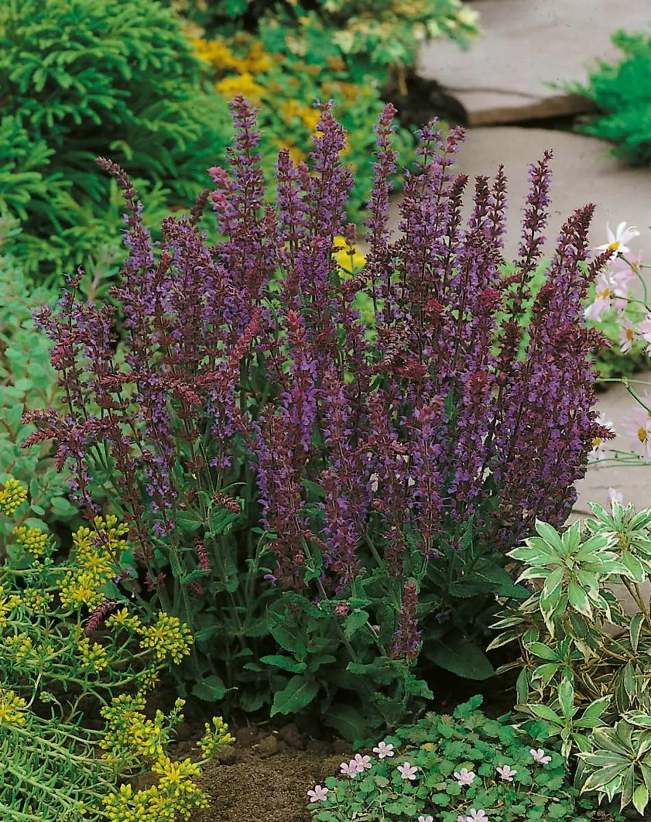 Stäppsalvia 'Ostfriesland'