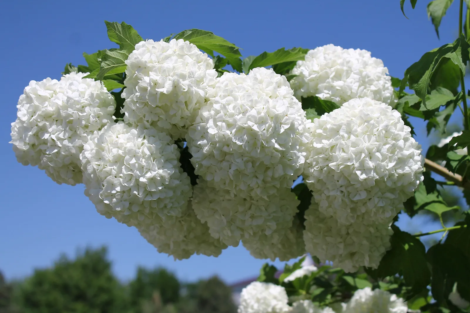 Snöbollsbuske 'Roseum' - miniatyr 3