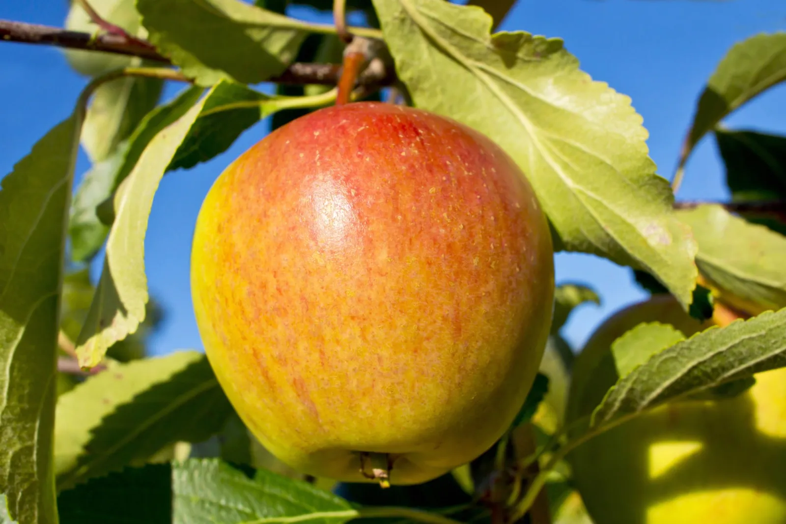 Äpple 'Cox's Pomona', inkl. uppbindnings kit