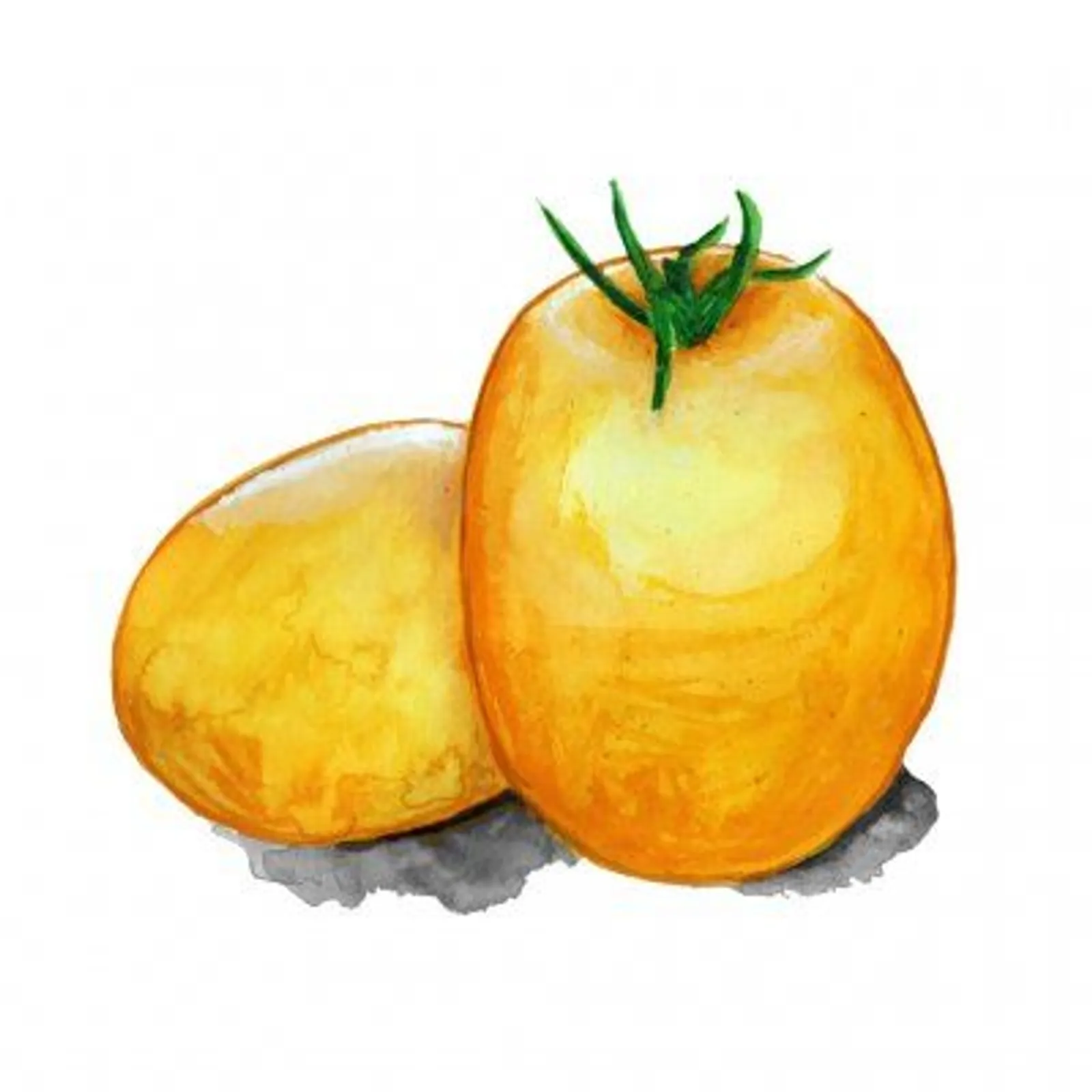 Busktomat 'Ida Gold', Frö
