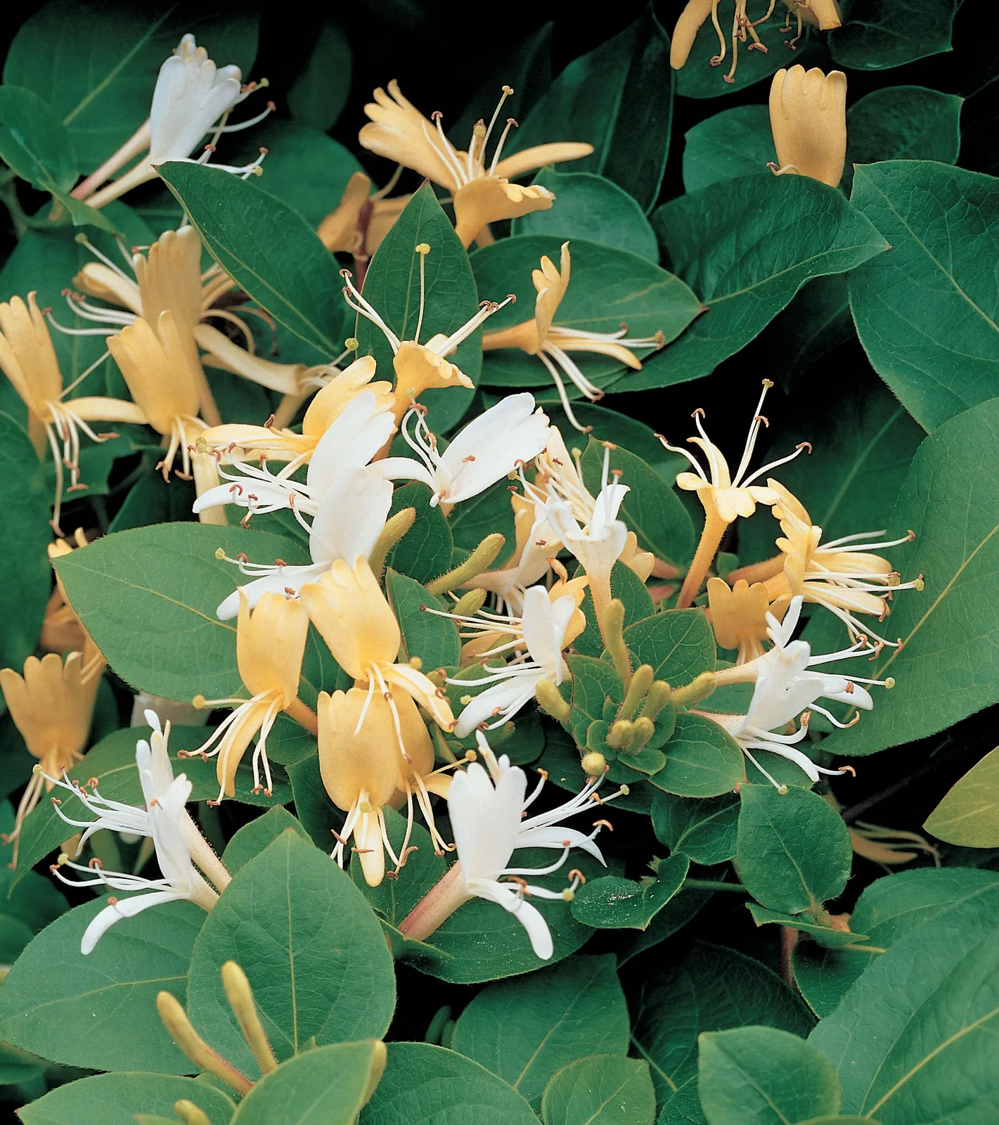 Slingertry 'Hall's Prolific'