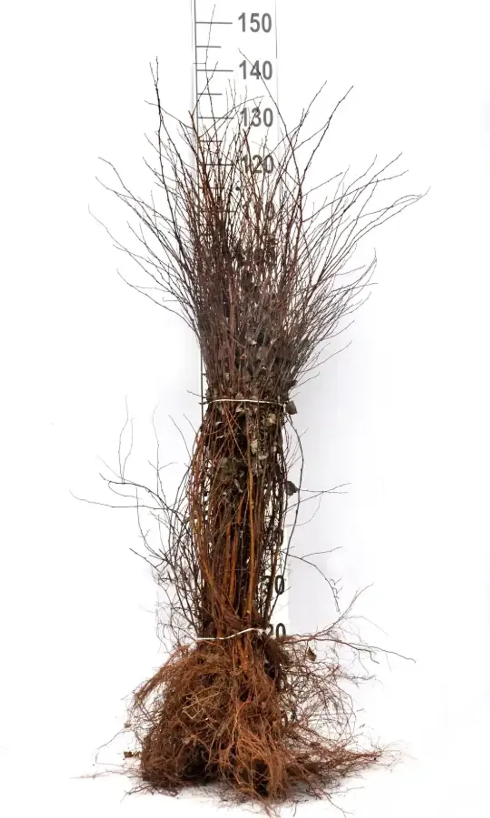 Bukettspirea, 50-80 cm — detalj 5