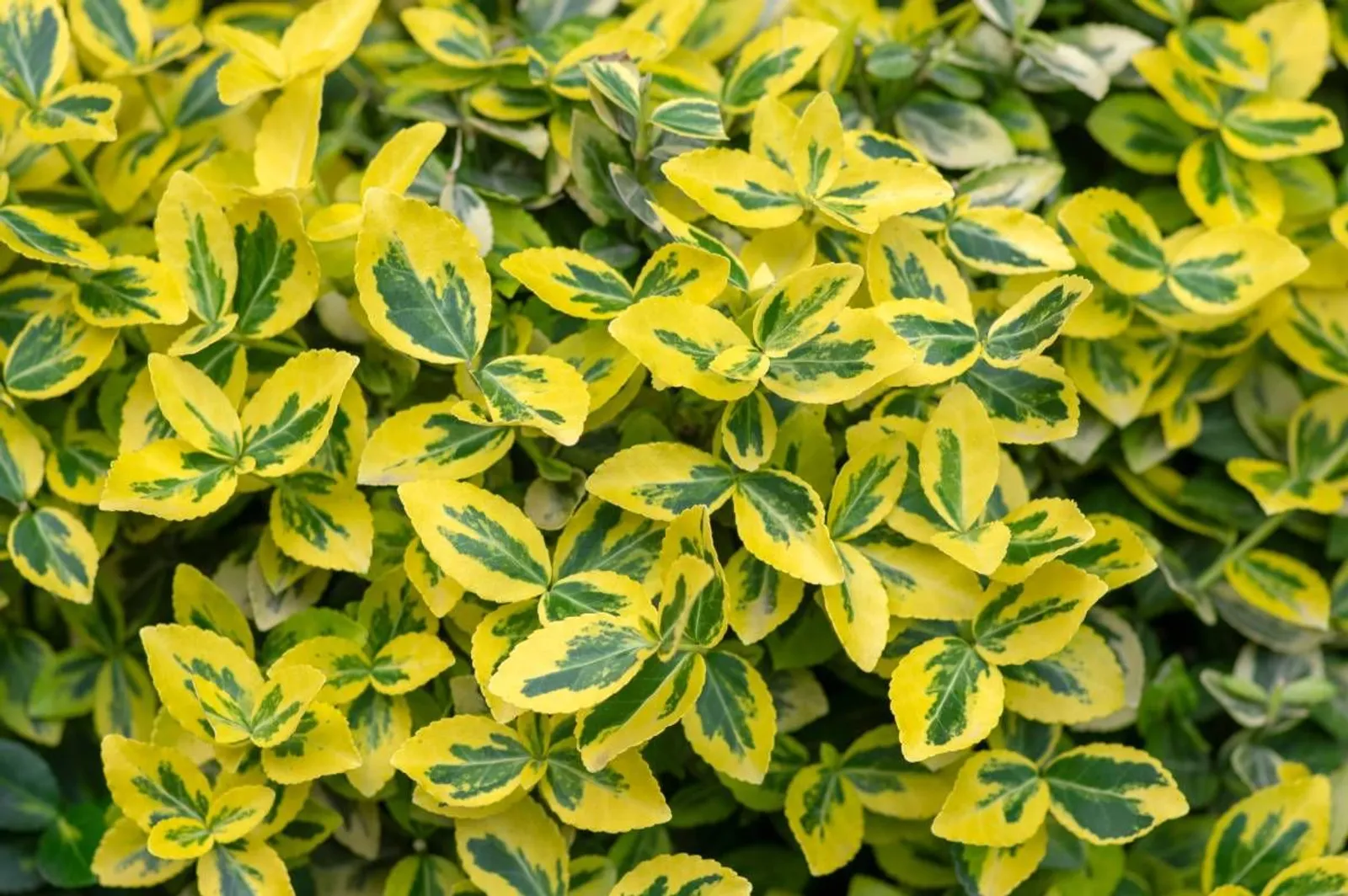 Klätterbenved 'Emerald 'n' Gold', 15-30 cm
