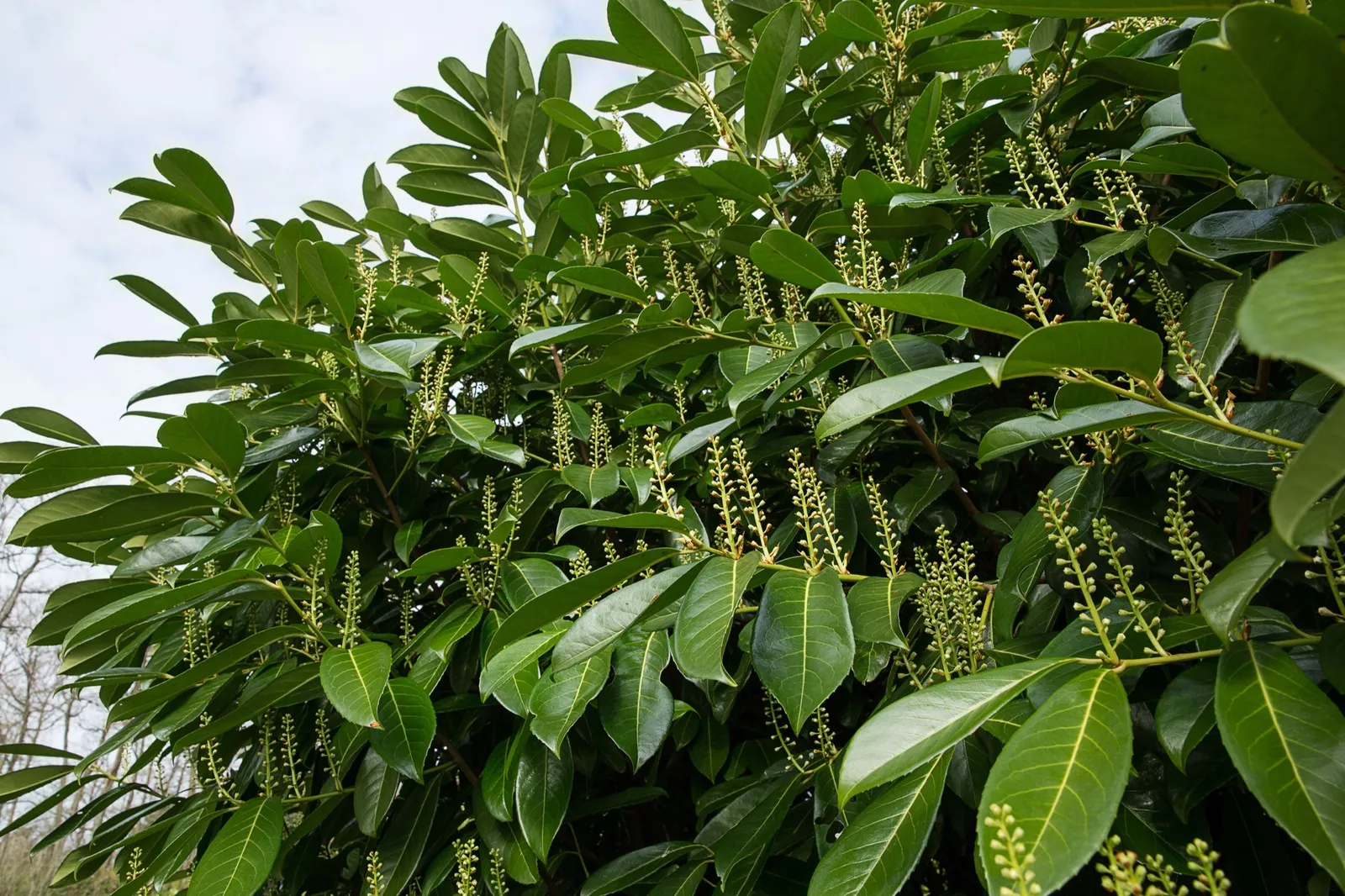Lagerhägg 'Mano'