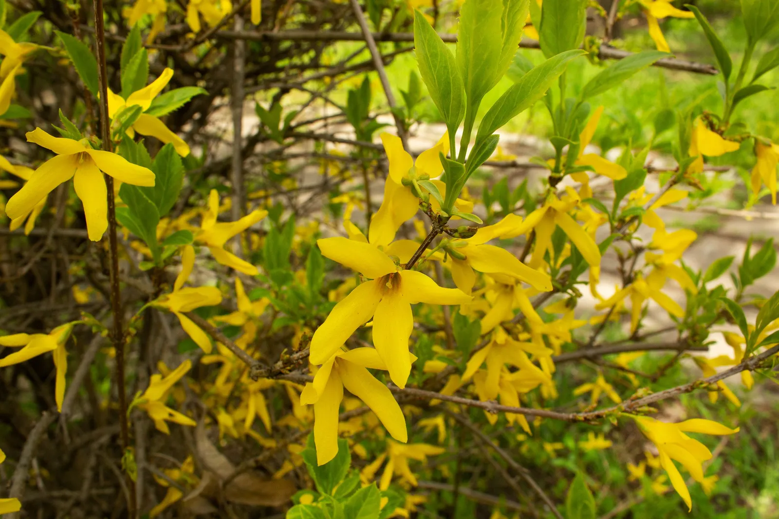 Hybridforsythia 'Lynwood', sol 125-150 cm, co/kl - miniatyr 5