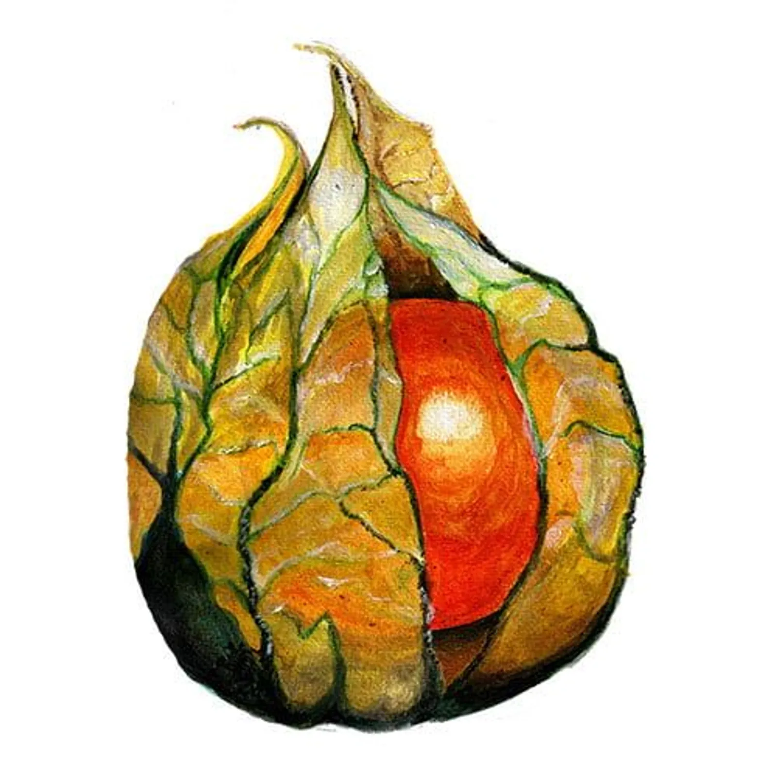 Physalis 'Gyllenbär', Frö