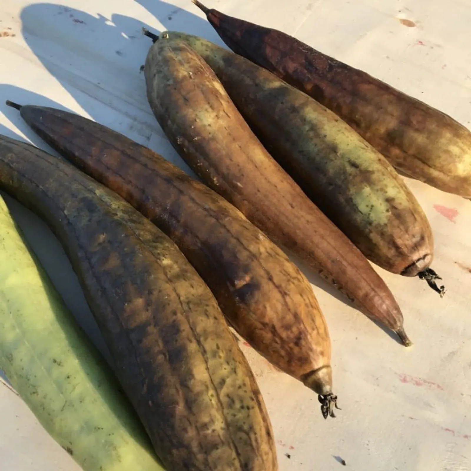 Luffagurka luffa frö med luffagurka