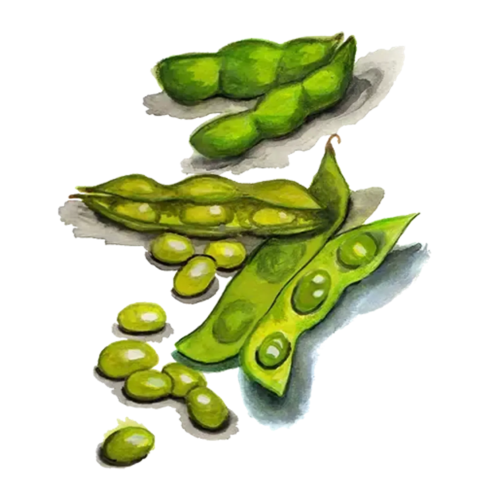 Edamame 'Hokkai Green', Frö