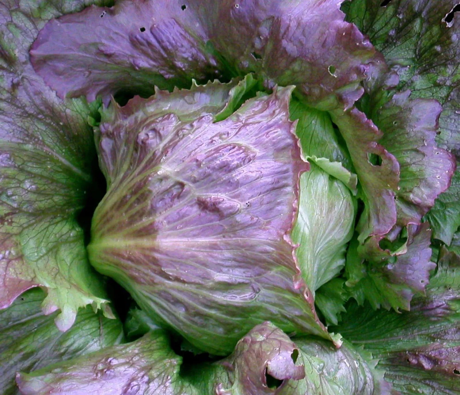 Sallat, isberg- 'Red Iceberg', ekofrö