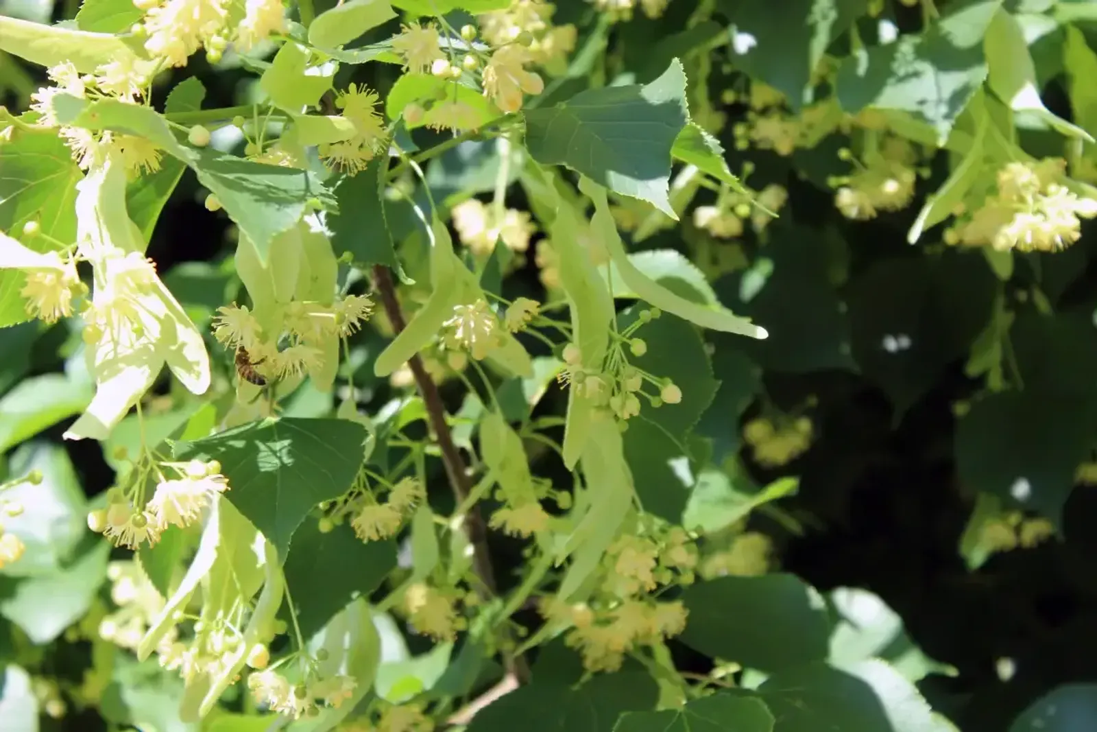 Skogslind 'Greenspire', Högstammat träd