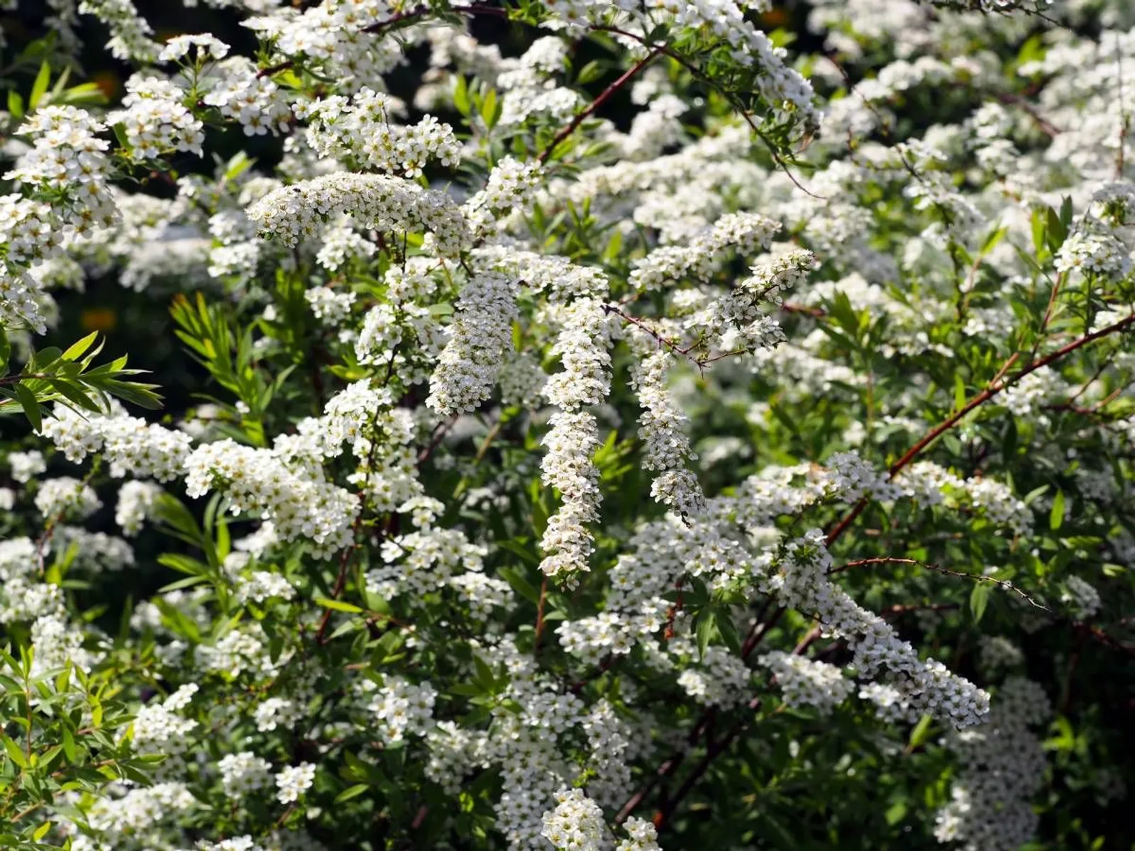 Norskspirea 'Grefsheim' E, 20-40 cm — detalj 2