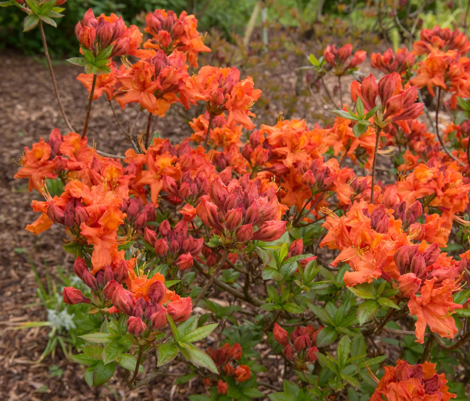 Trädgårdsazalea 'Gibraltar', 30-40 cm - miniatyr 2