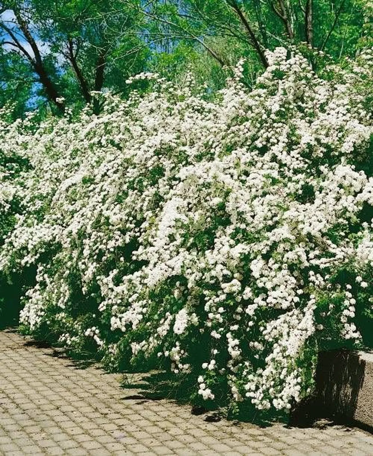 Bukettspirea, 80-100 cm, Goliat