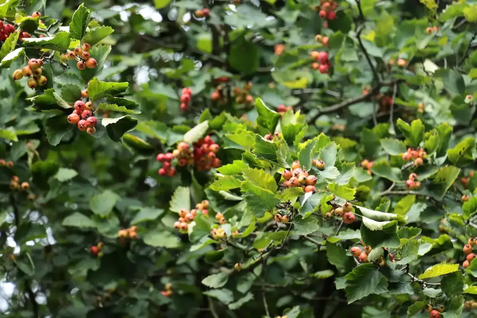 Scharlakanshagtorn, 60-100 cm — detalj 2