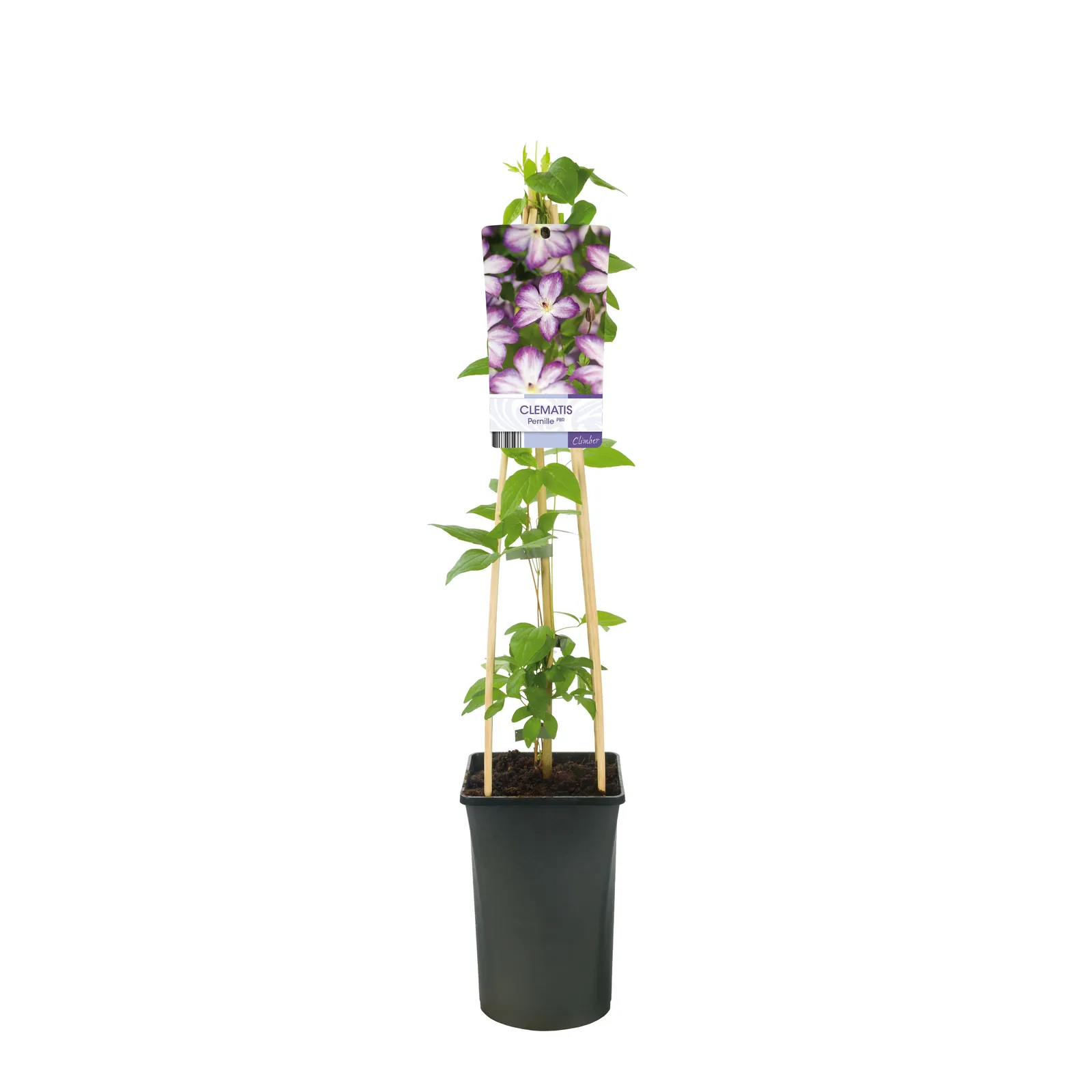 Viticella-klematis PERNILLE ('Zo09113'PBR) - miniatyr 2