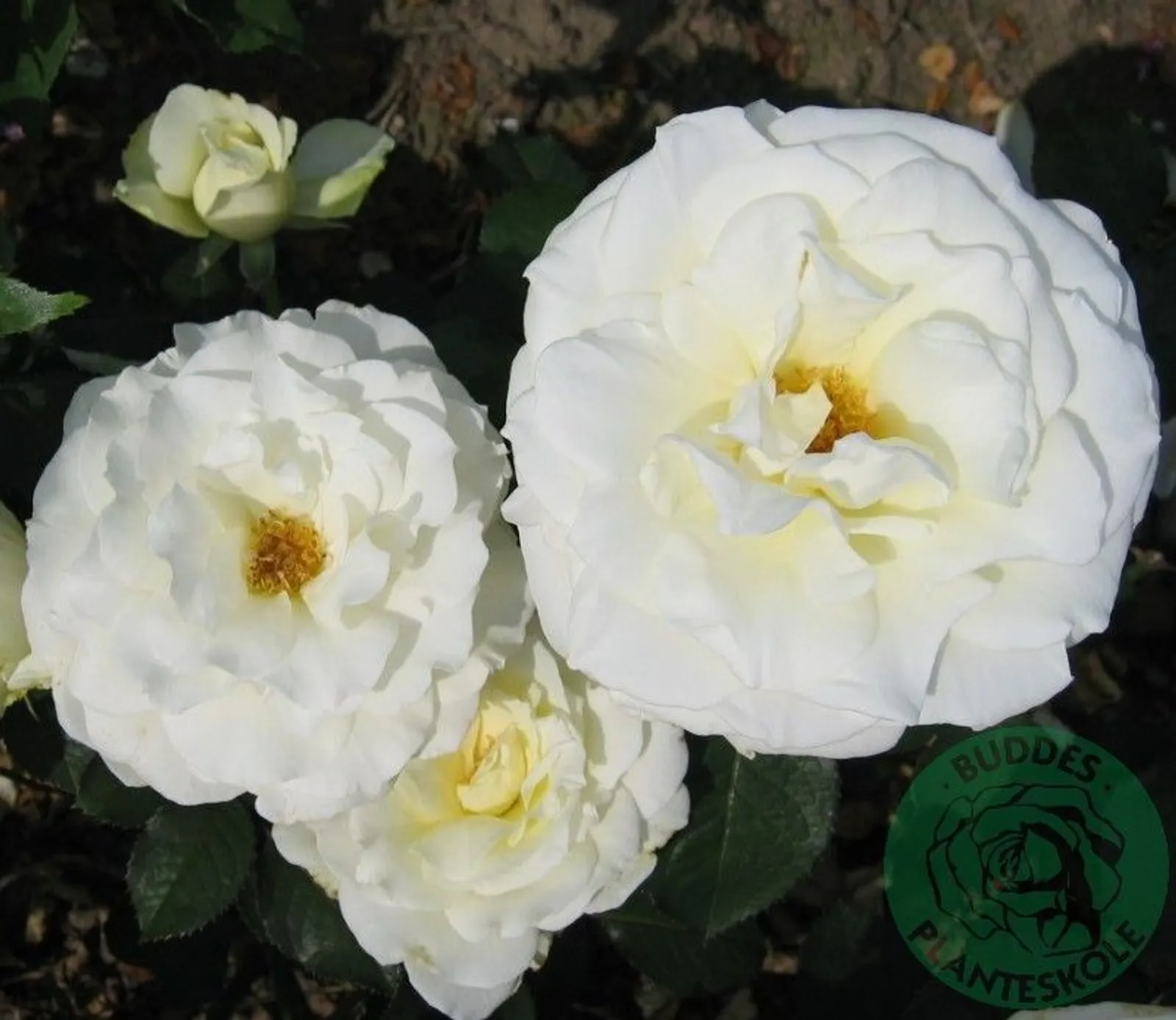 Tehybridros MEMOIRE ('Korzuri')