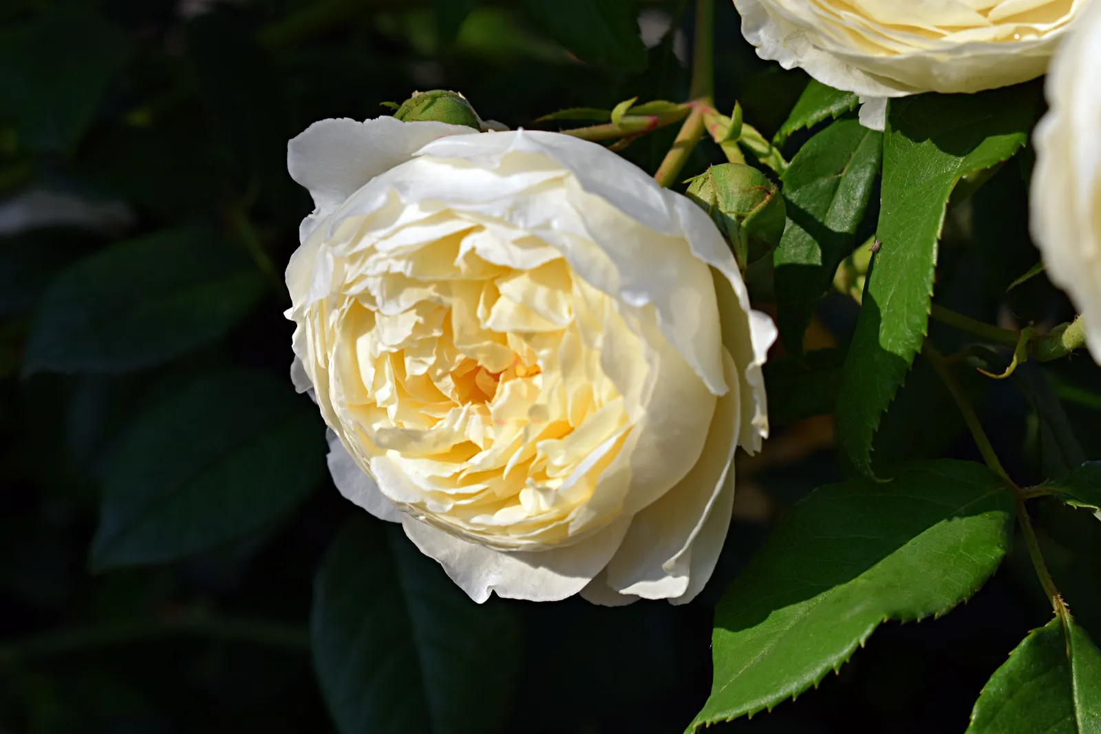 Floribundaros KRONPRINCESSE MARY ('Poulcas018'PBR) - miniatyr 3