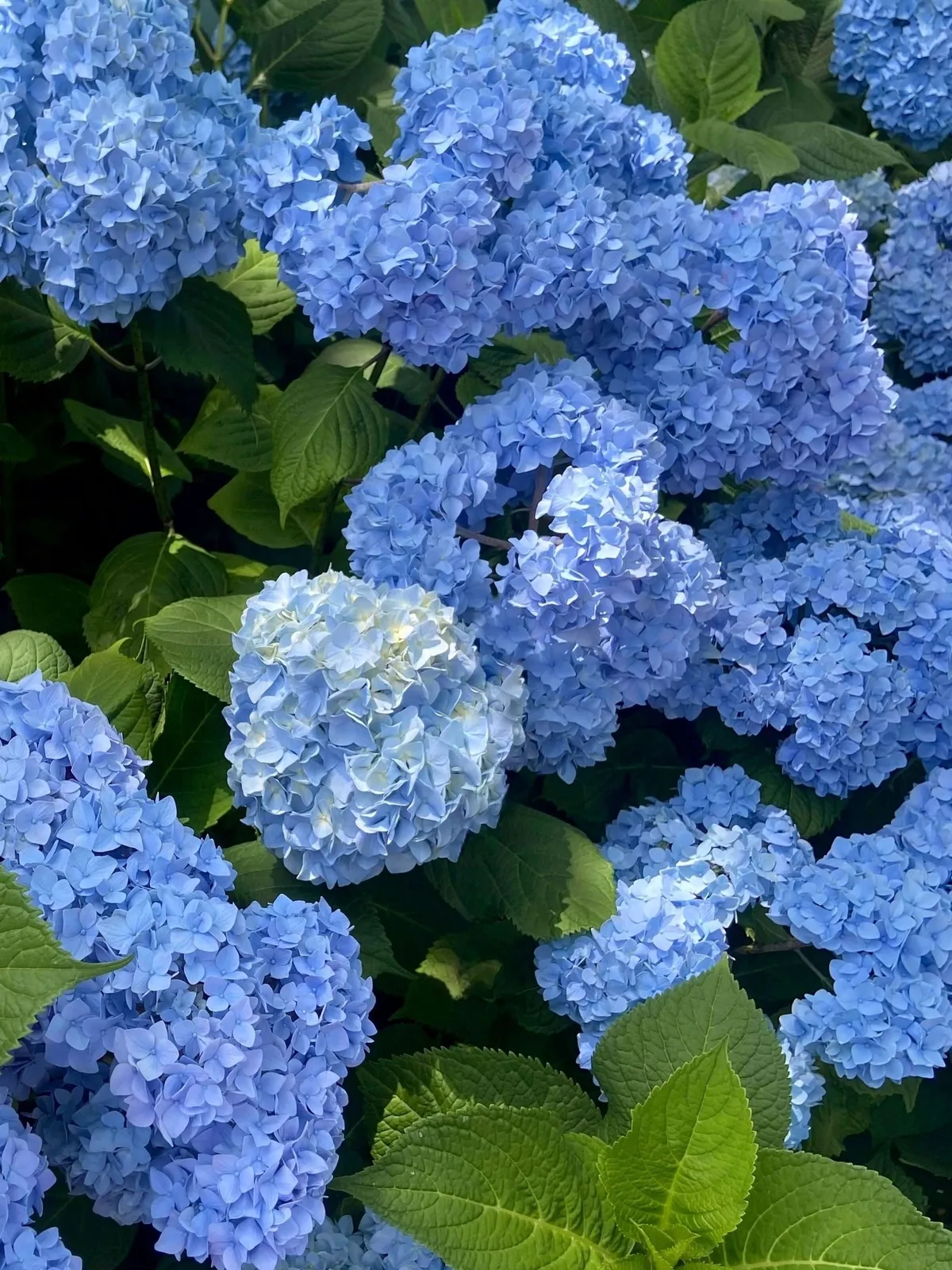 Hortensia 'Nikko Blue' - miniatyr 6