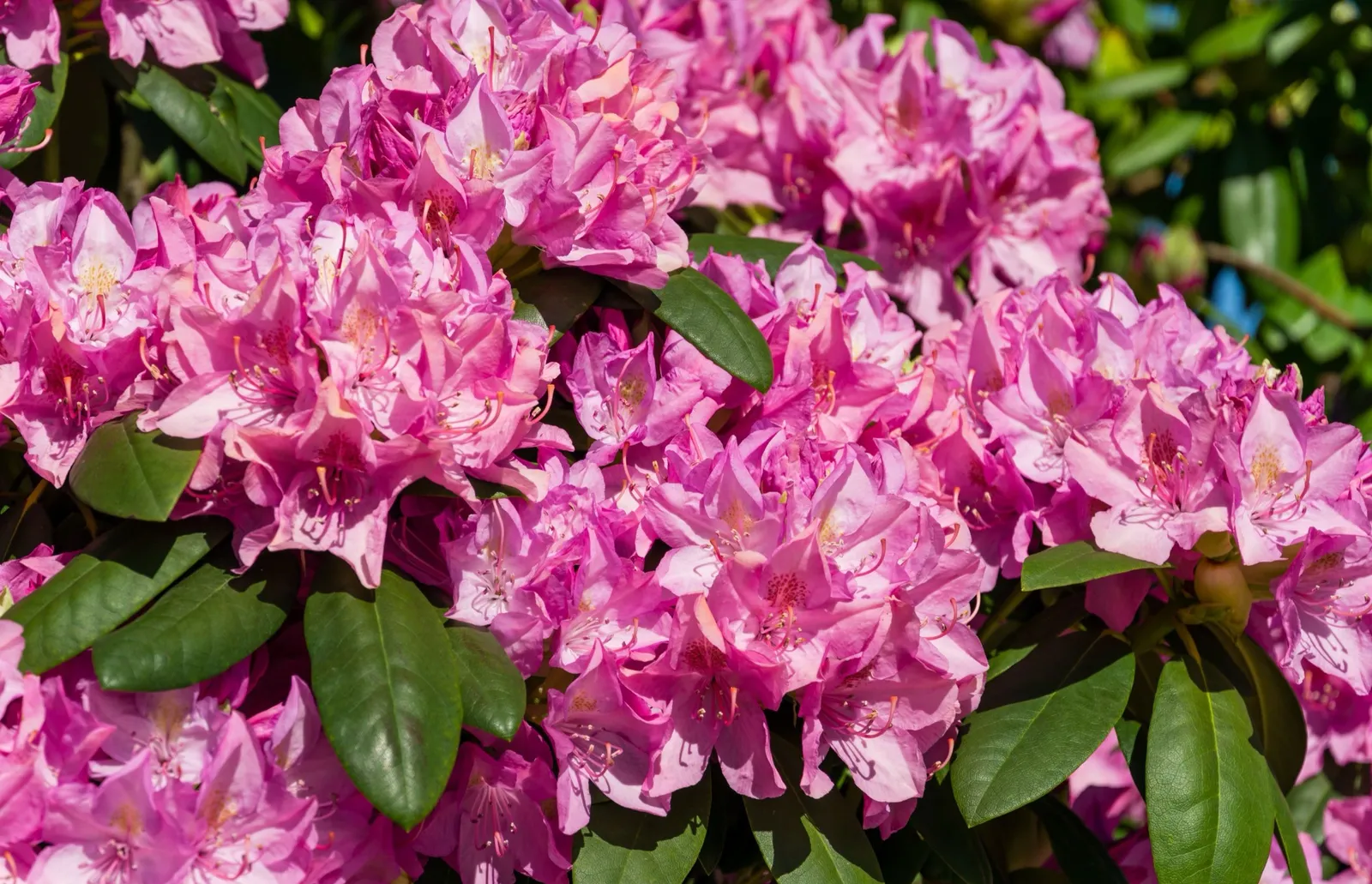 Parkrododendron 'Roseum Elegans', 30-40 cm - miniatyr 4