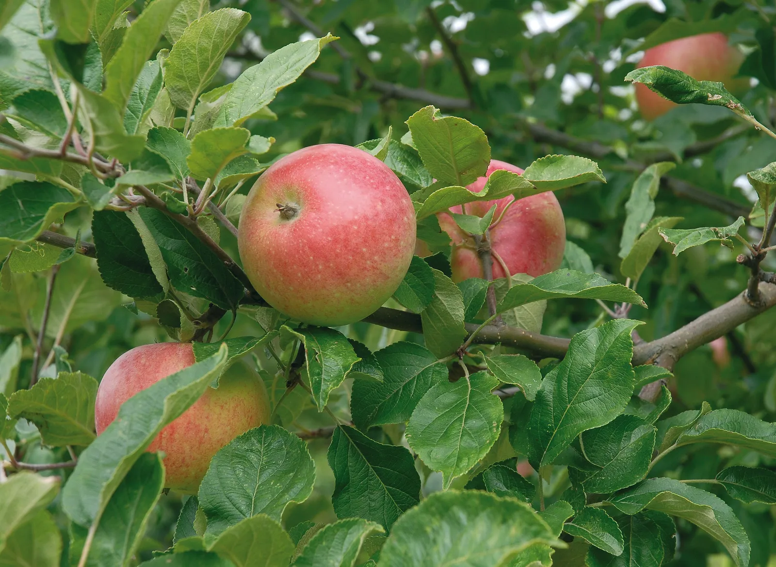 Äpple 'Aroma' E - miniatyr 4
