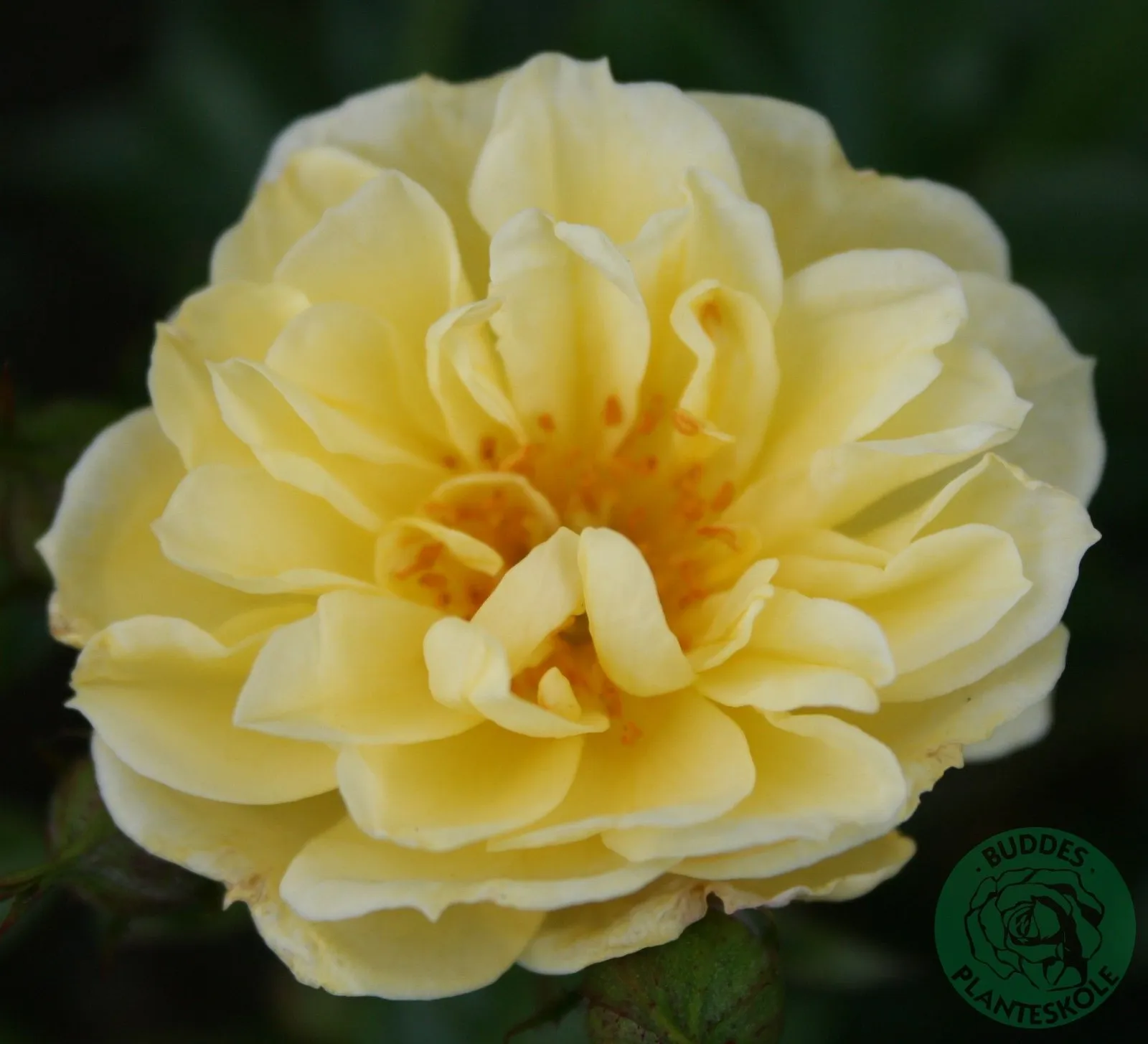 Modern buskros GOLDEN COVER®('Poulgode')