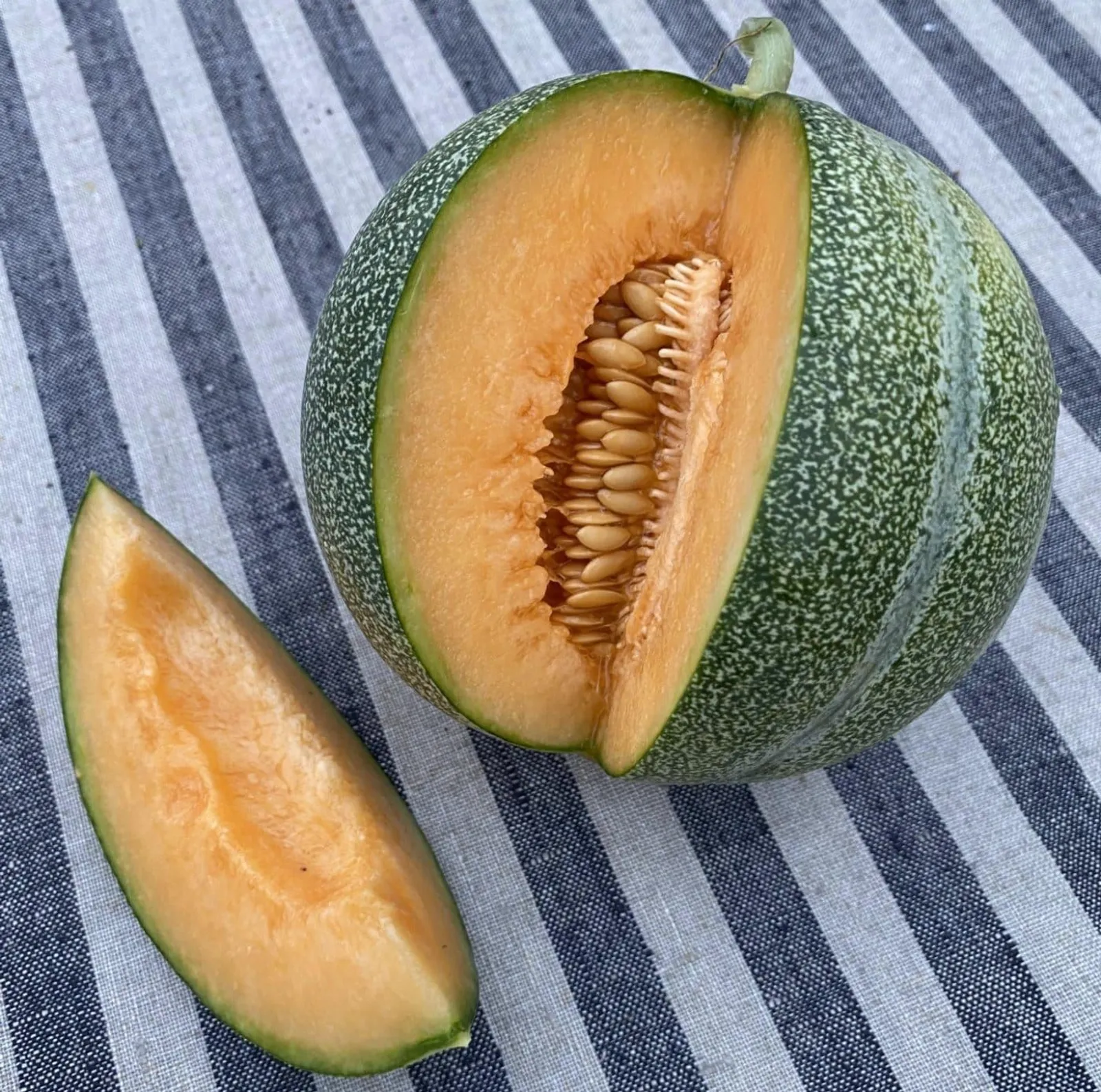 Melon 'Petit Gris de Rennes', ekofrö
