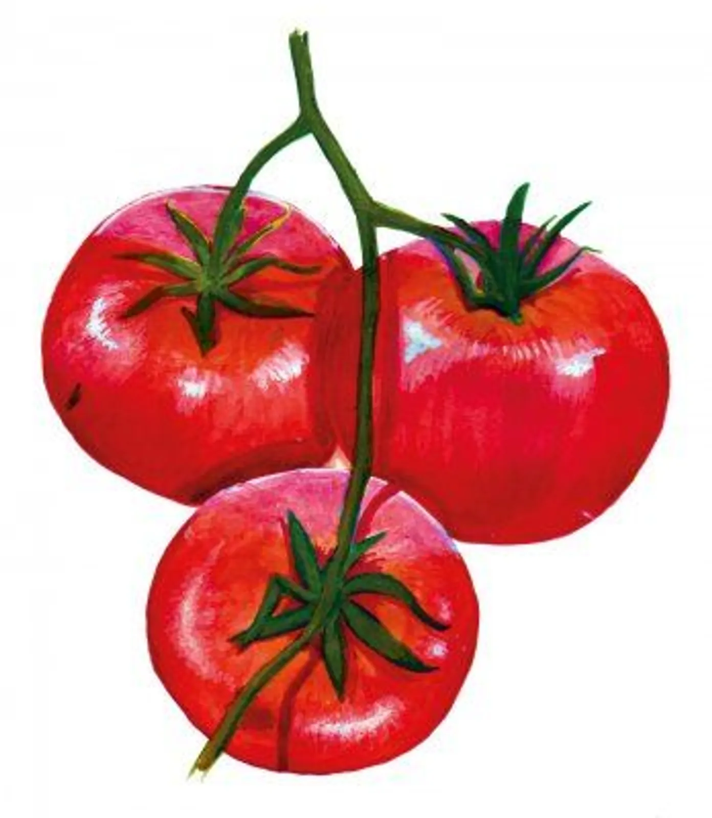 Tomat 'Stupice', Frö