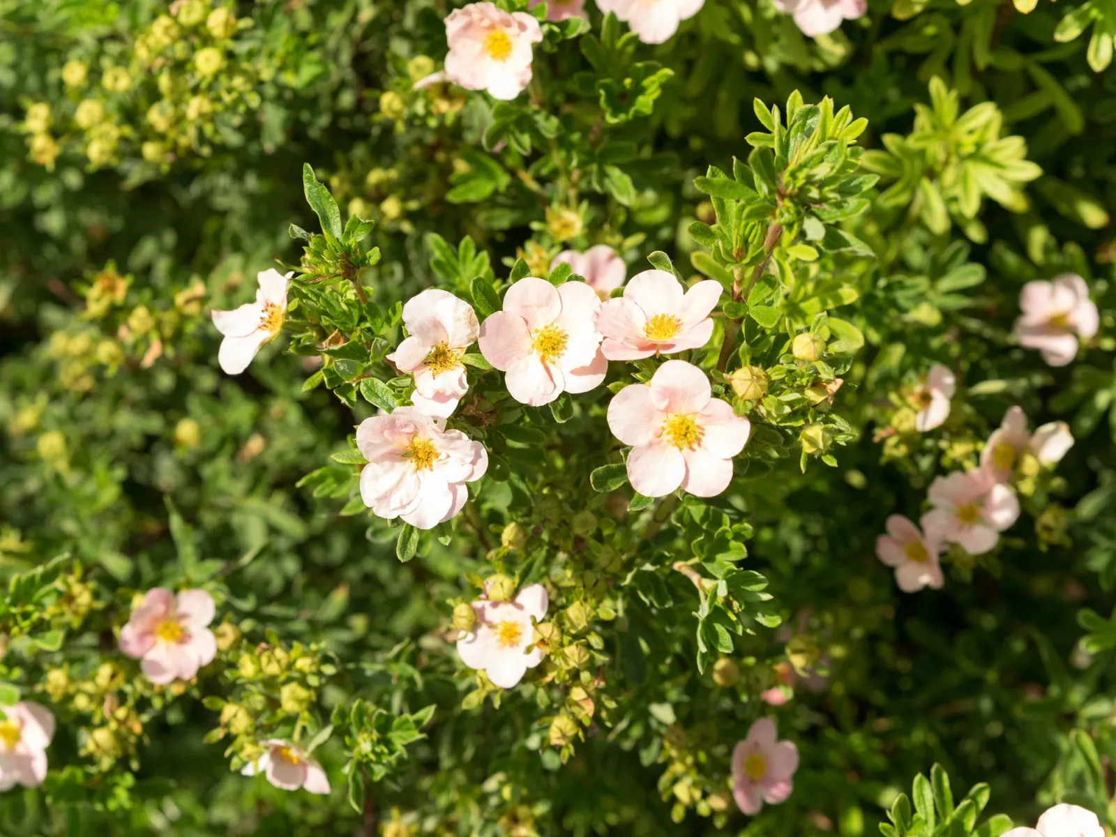 Trädgårdstok 'Pink Queen' - miniatyr 4