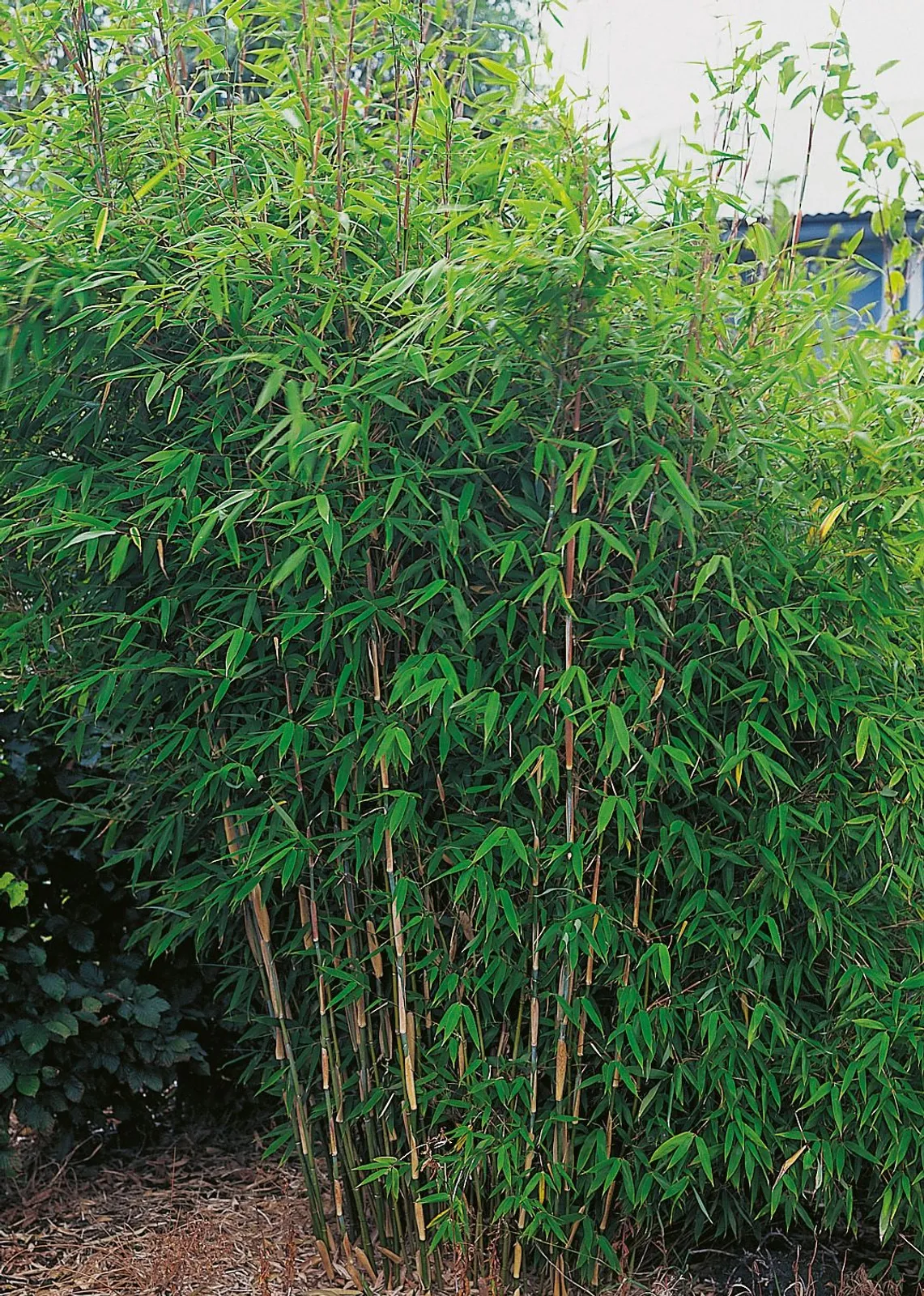 Bergbambu 'Dino'