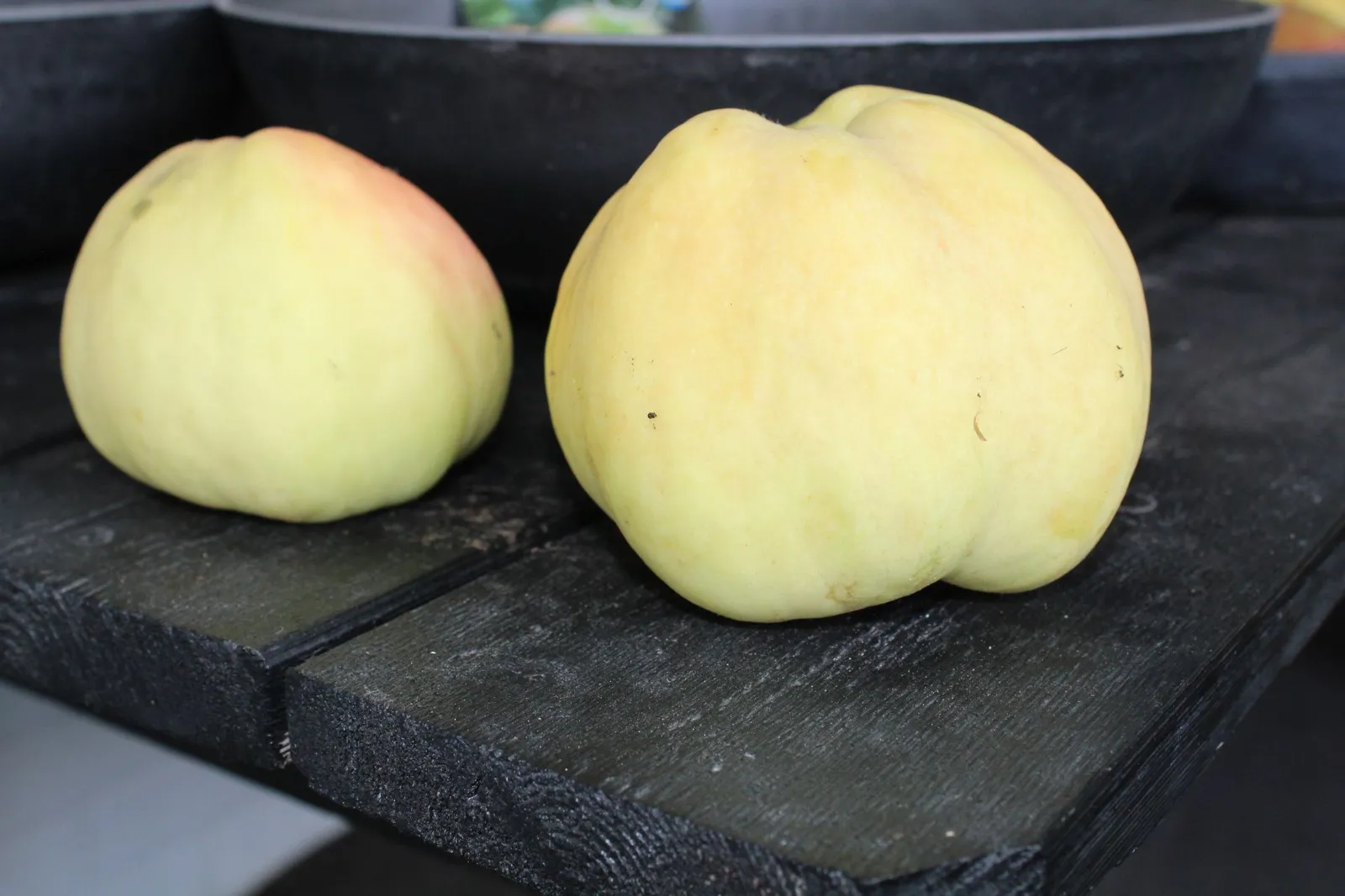 Äpple TRANSPARENTE BLANCHE ('Transparente Jaune')