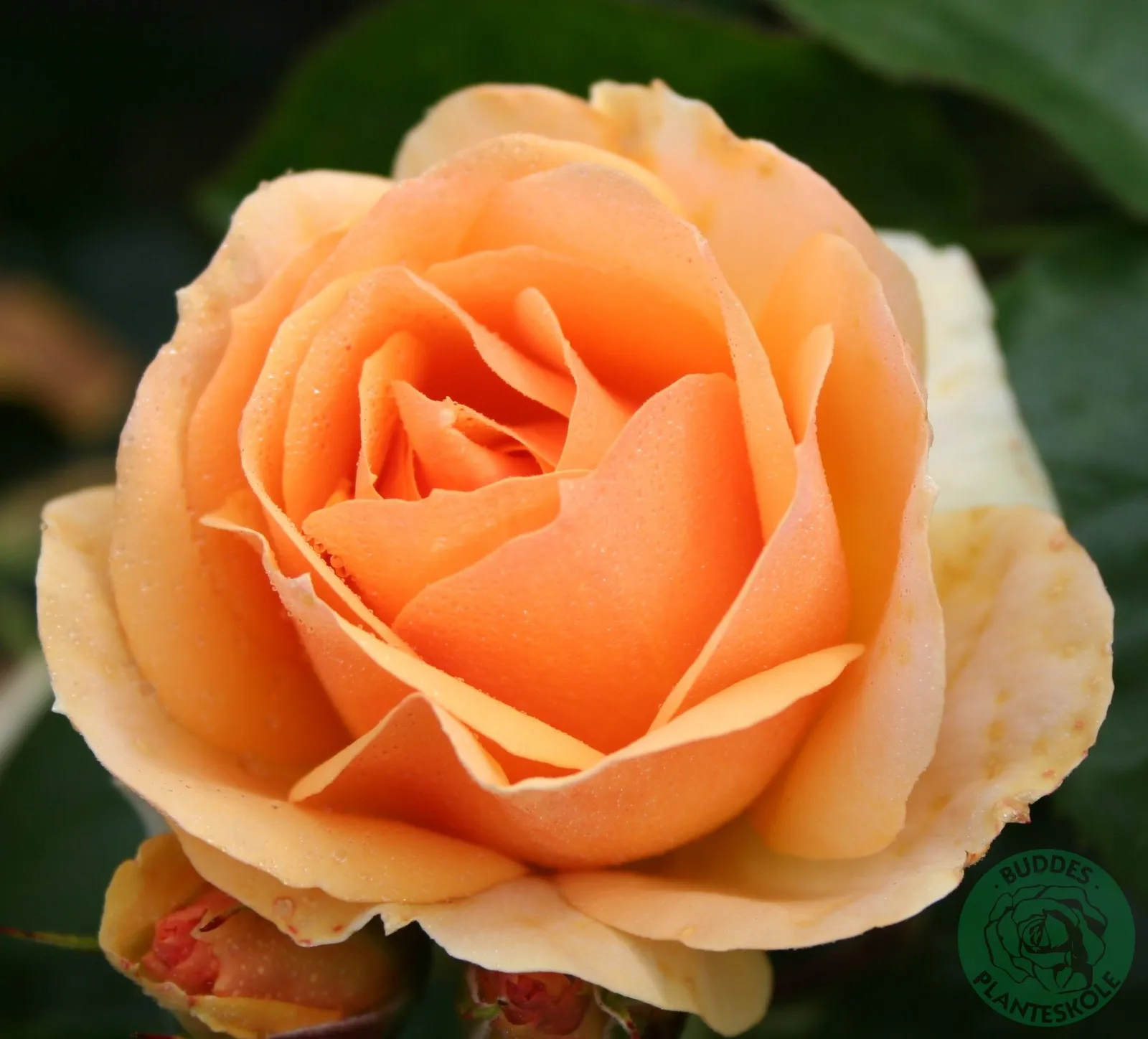 Floribundaros HANSESTADT ROSTOCK® ('Tan04603'PBR)