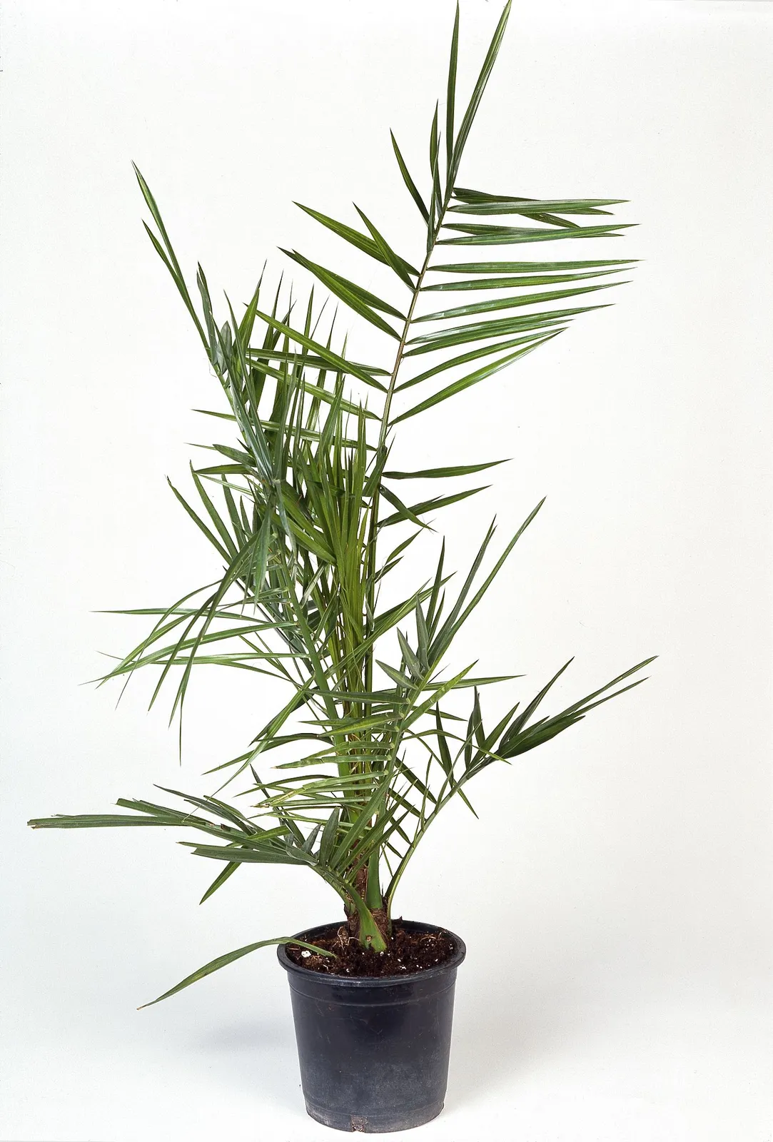 Kanariepalm (kanarisk dadelpalm), 70/80 cm
