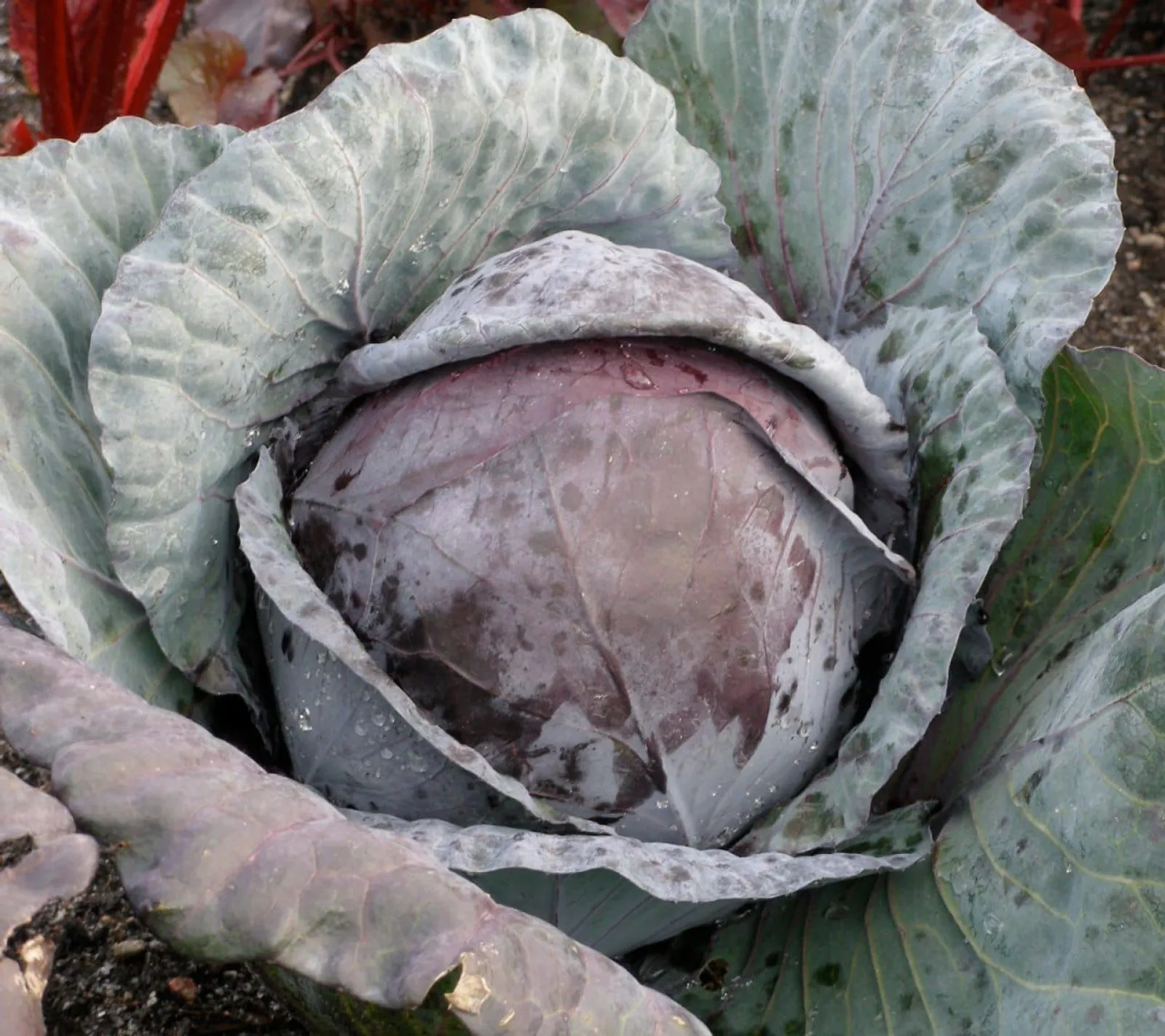 Rödkål 'Cabeza', ekofrö