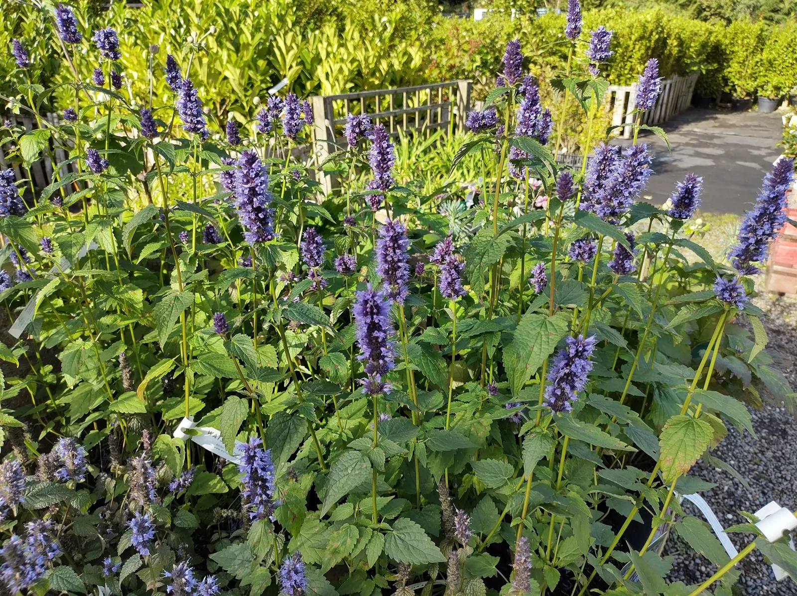 Anisisop 'Black Adder' - miniatyr 4