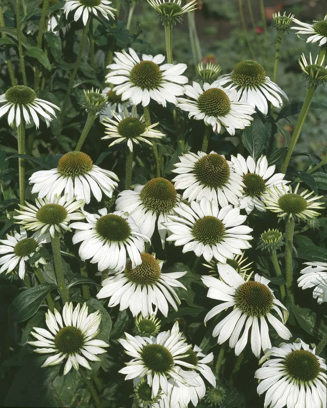 Solhatt 'Alba' med eleganta vita blommor och grön-gul mitt, en ståtlig perenn för soliga rabatter.