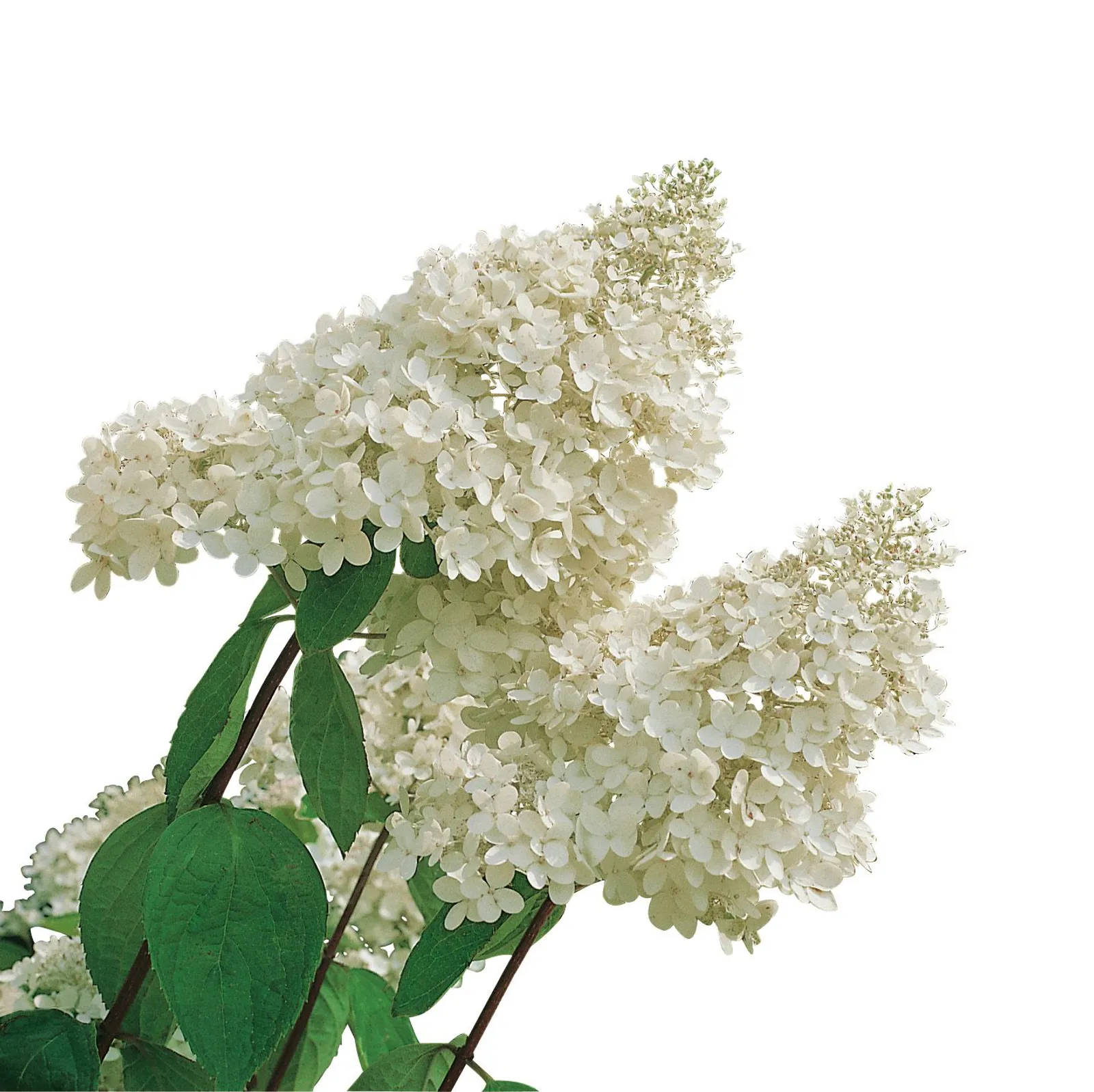 Syrenhortensia, Sh 90-100 - miniatyr 2