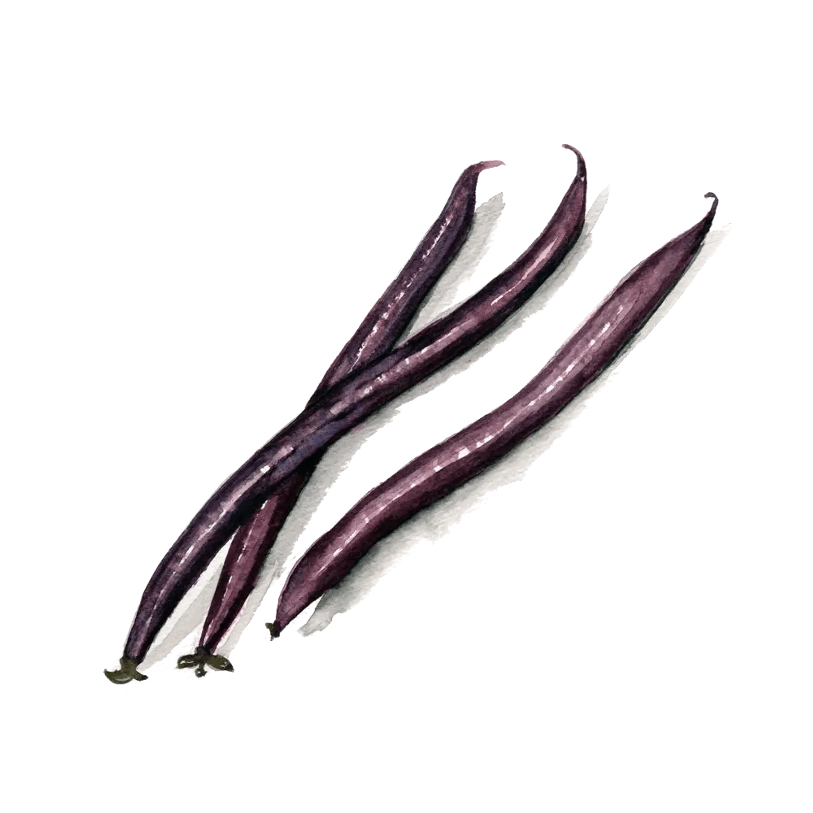 Brytböna 'Purple Queen', Frö
