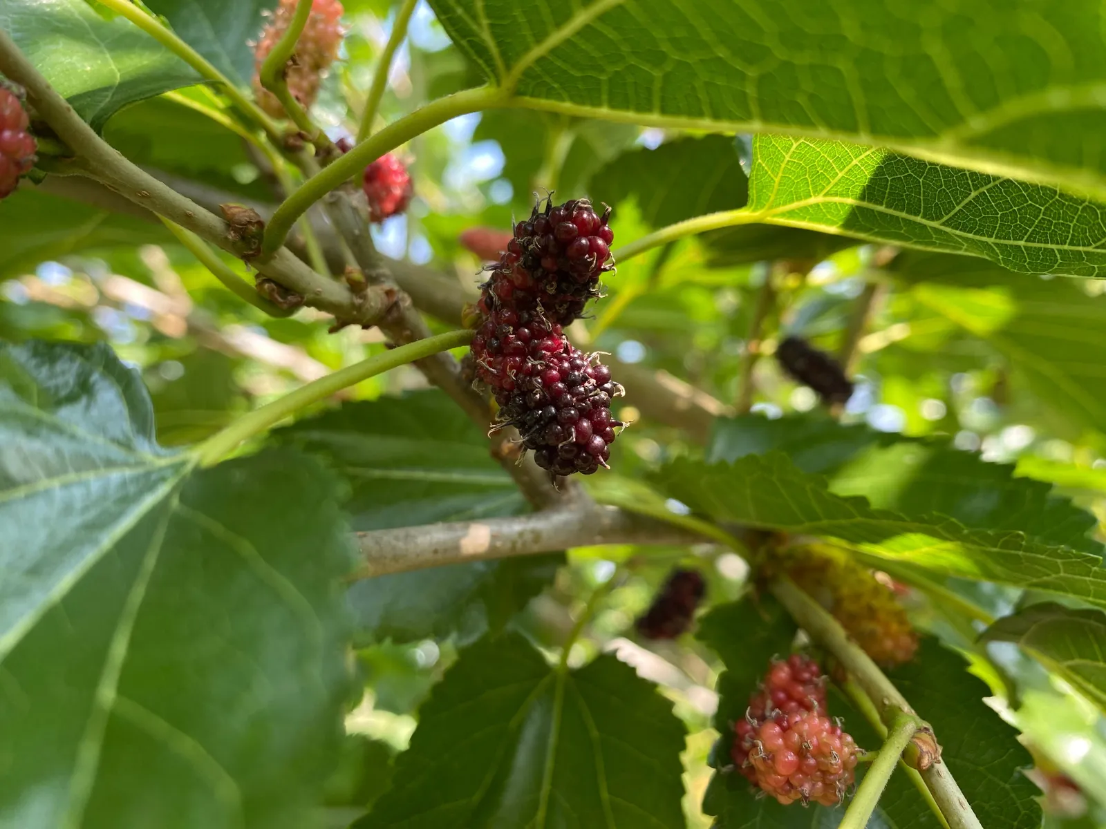 Mullbär MOJO BERRY ('Matsunaga'PBR)