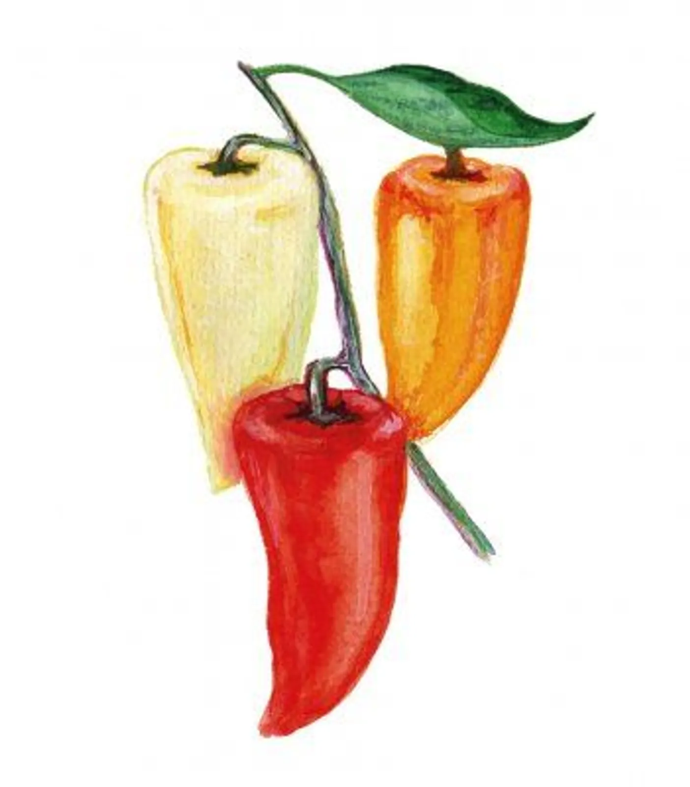 Paprika 'Ferenc Tender', Frö