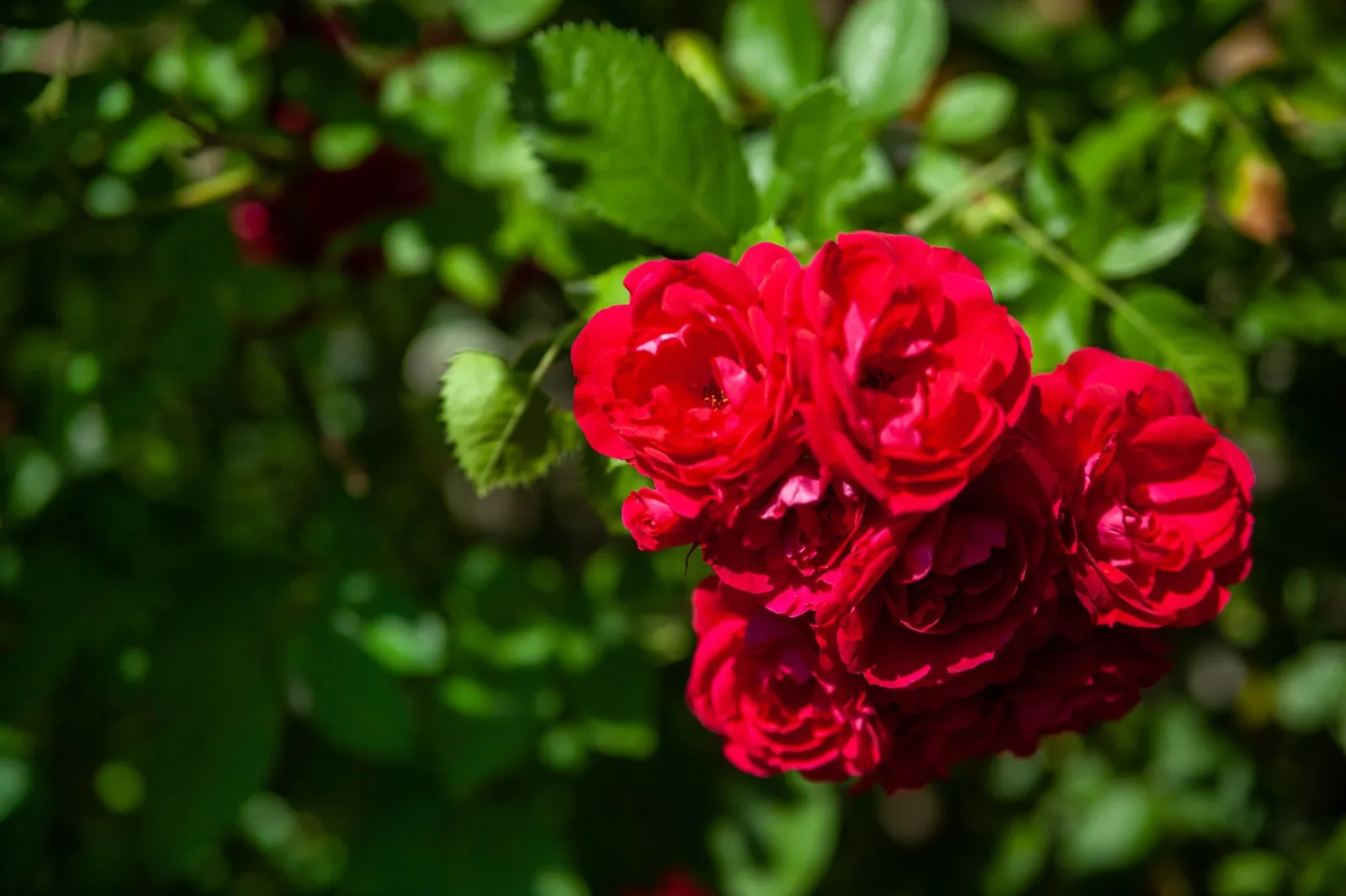 Polyantaros RED FAIRY ('Moredfar')