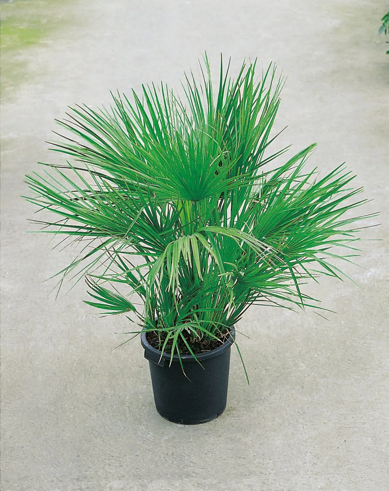 Dvärgpalm (europeisk dvärgpalm), 110/120 cm - miniatyr 2
