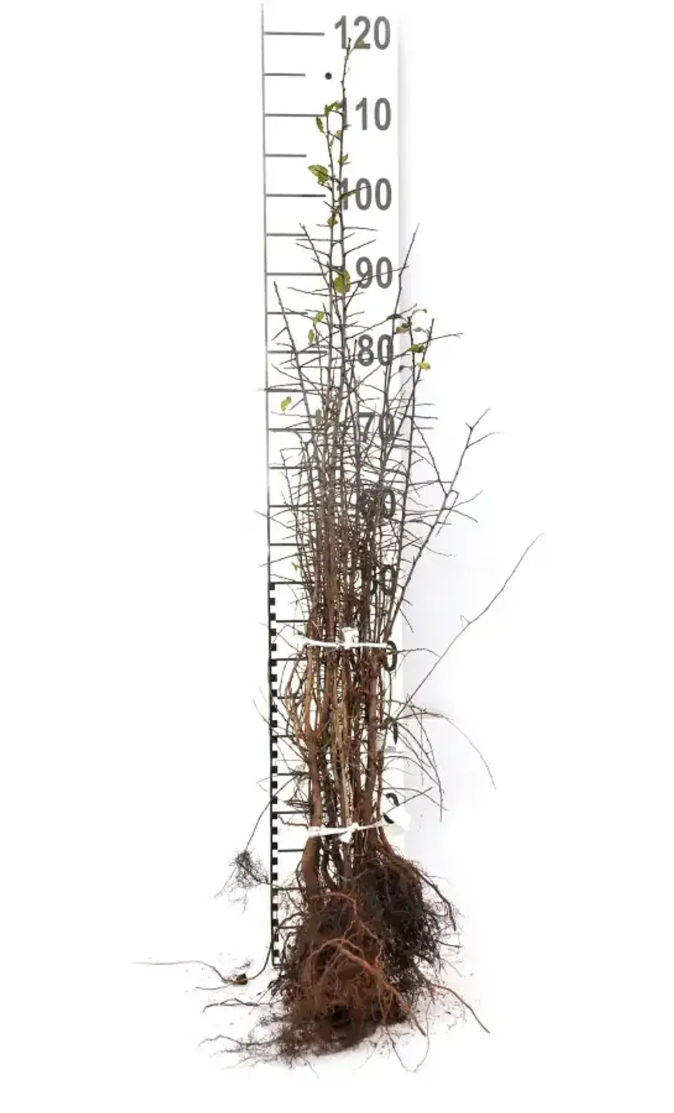 Slån, 50-80 cm — detalj 4