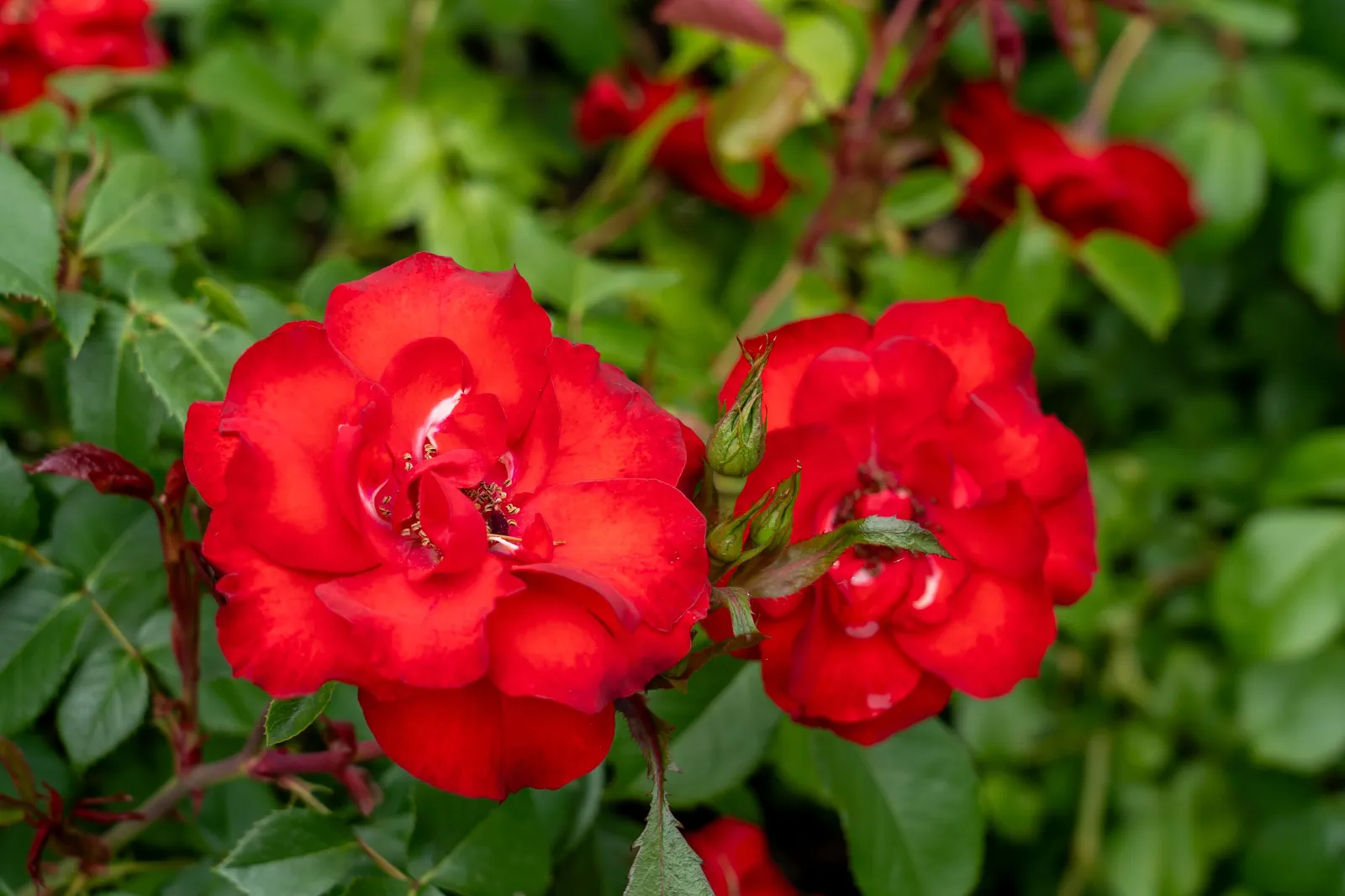 Floribundaros LA SEVILLANA ('Meigekanu') - miniatyr 3