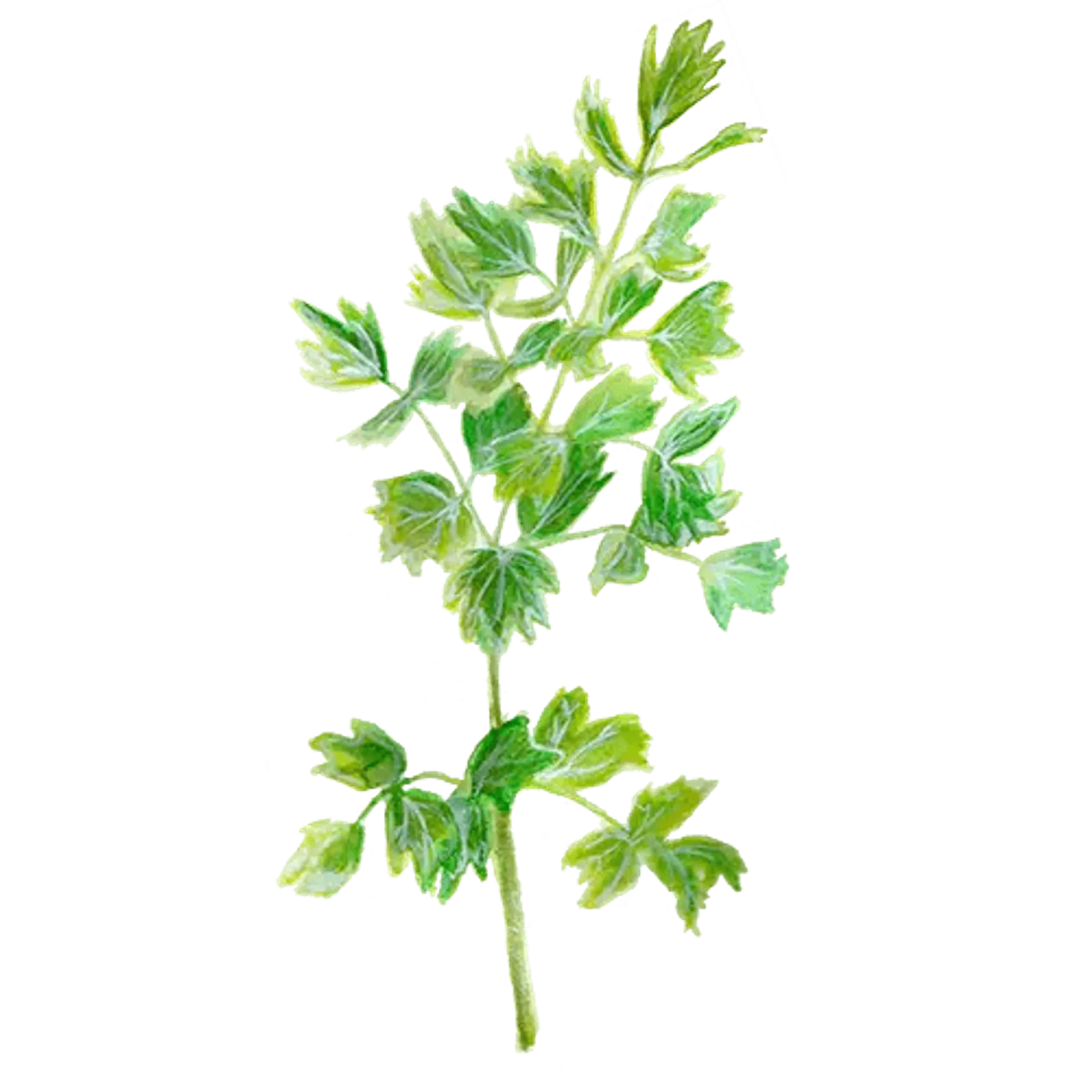 Krydda 'Libbsticka', Frö