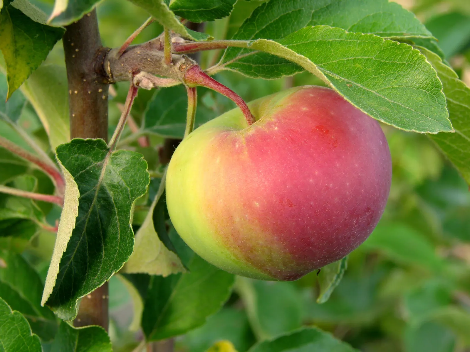 Äpple RÖTT KANELÄPPLE ('Koritschnevoje')