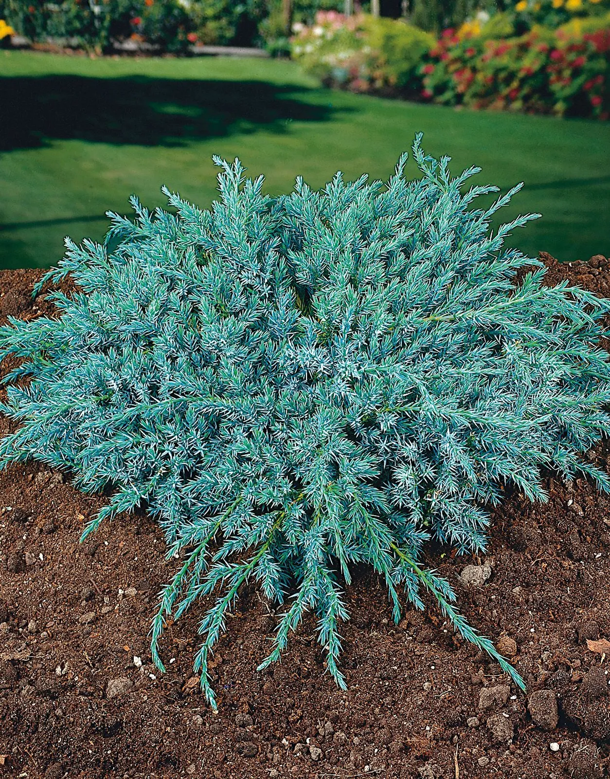 Himalaya-en 'Blue Carpet', 30-40 cm