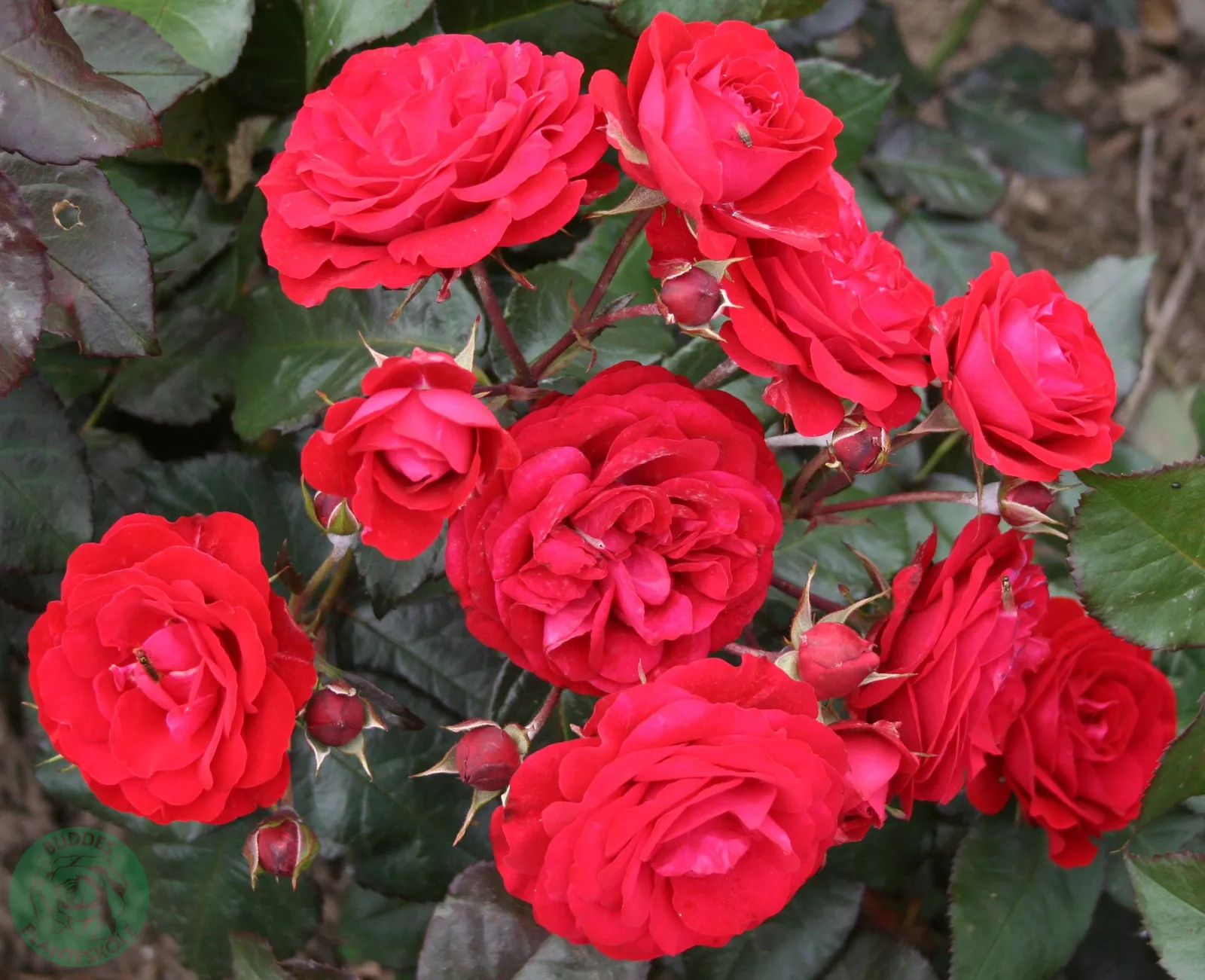 Floribundaros 'Europeana'