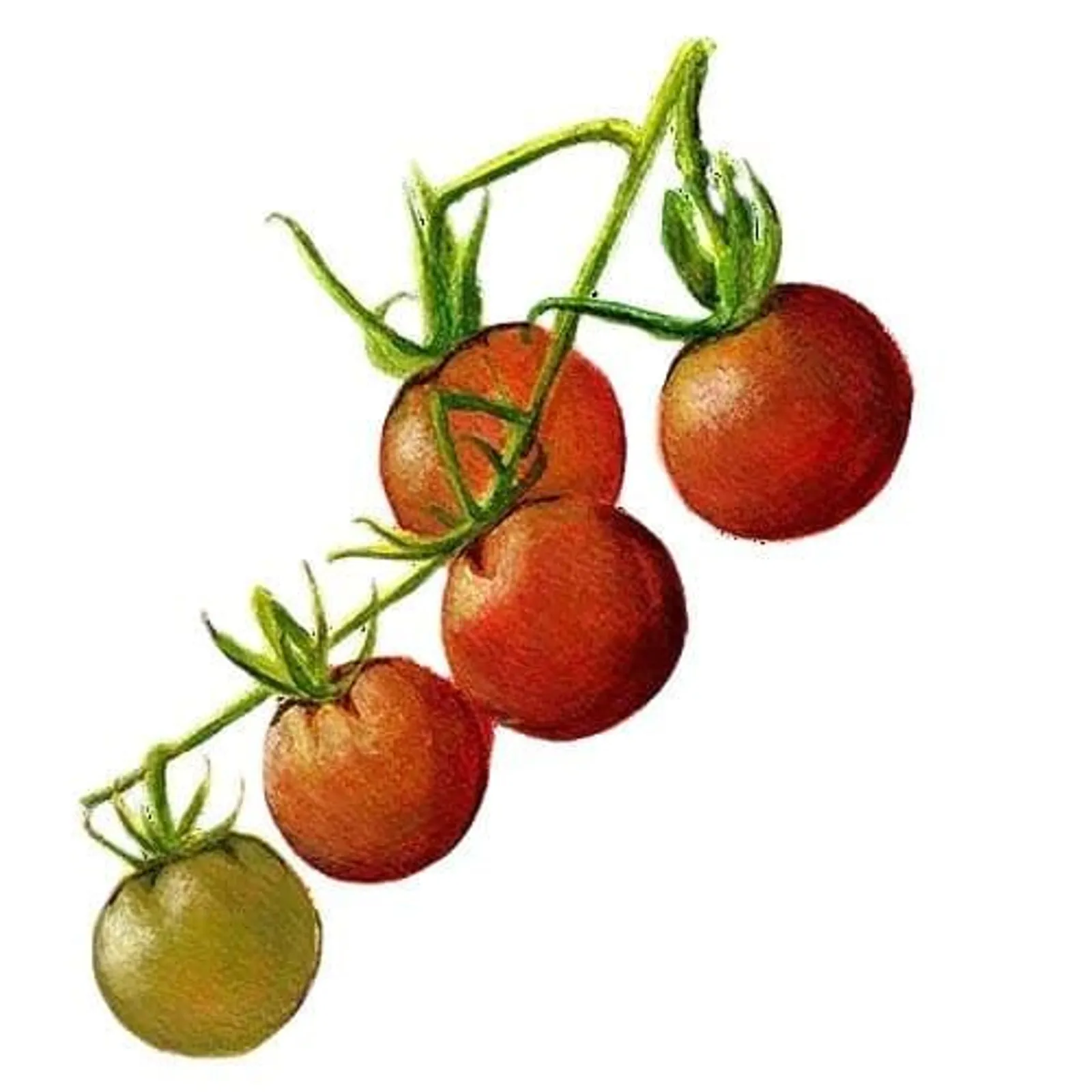 Körsbärstomat 'Koralik', Frö